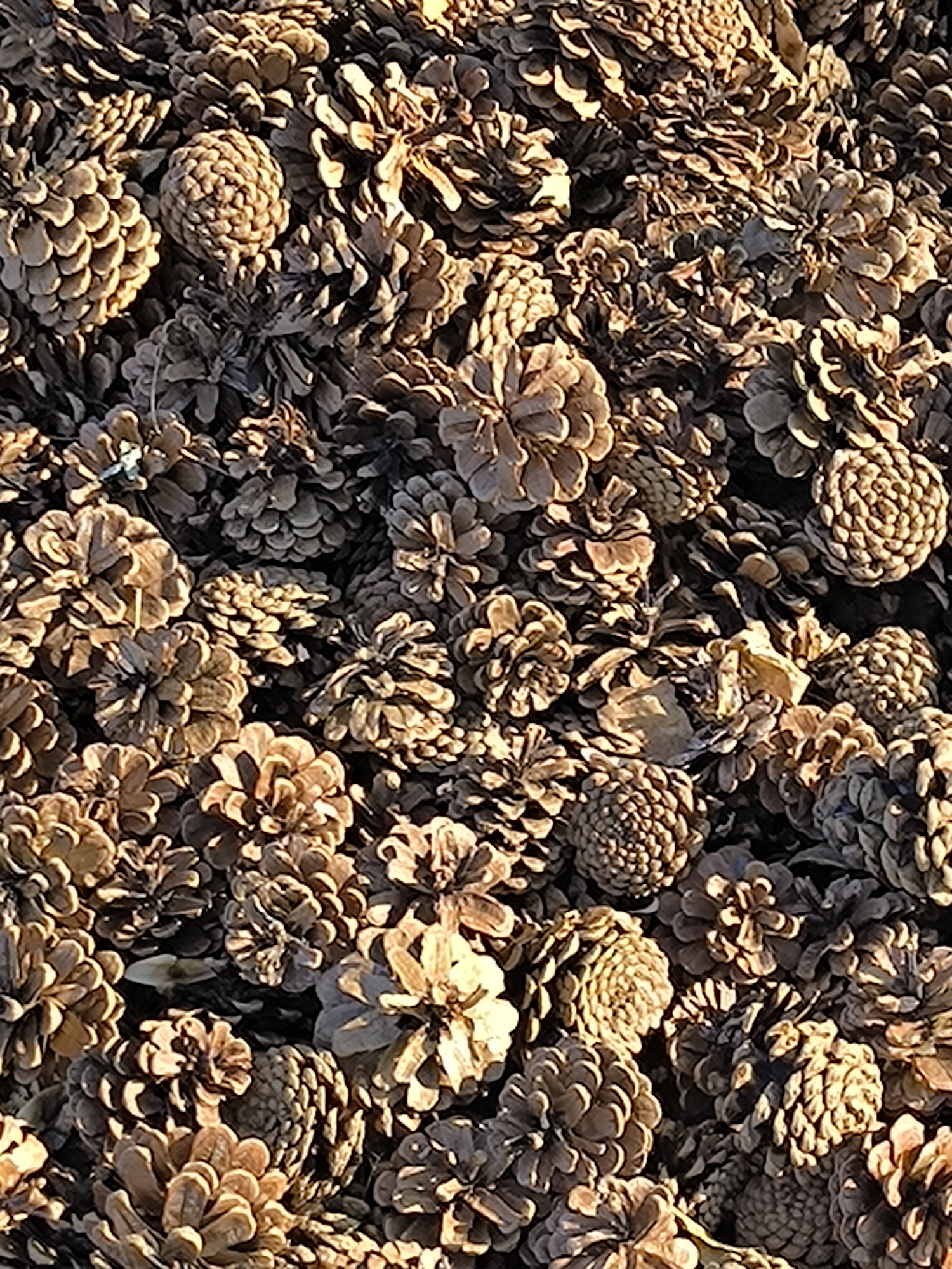The image displays a dense collection of dried pinecones scattered across a surface, likely the ground. The pinecones vary in size and shape, with some appearing more open and spread out, while others are tightly closed. The lighting suggests it is daytime, with shadows indicating the direction of the sun. There are no people, animals, or specific structures visible in the image. The scene is natural and appears to be an outdoor environment. The image does not provide any specific visual cues to identify its location within the city of Mykolaiv, Ukraine, or any other geographical area.