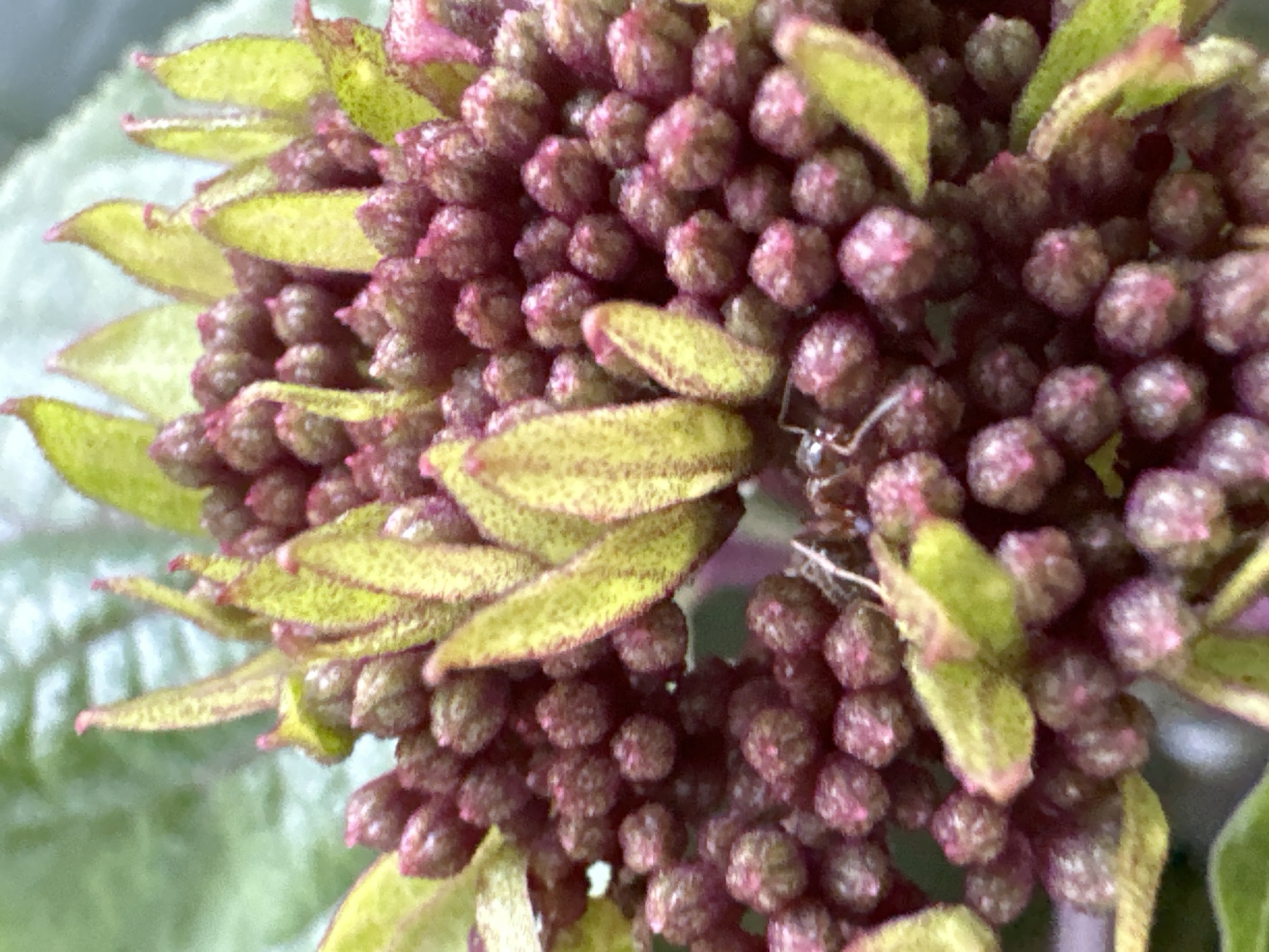 The image is a close-up, macro photograph of a cluster of dark pink, berry-like buds and green sepals, possibly from a hydrangea or similar plant. A small ant is visible on the surface of some of the buds, appearing to be exploring or feeding. The background is softly blurred, showing out-of-focus green foliage. The lighting is natural and highlights the textures of the plant. The image does not contain any information about the city of Bol'shoi Kichmai, Russia, or any human presence.