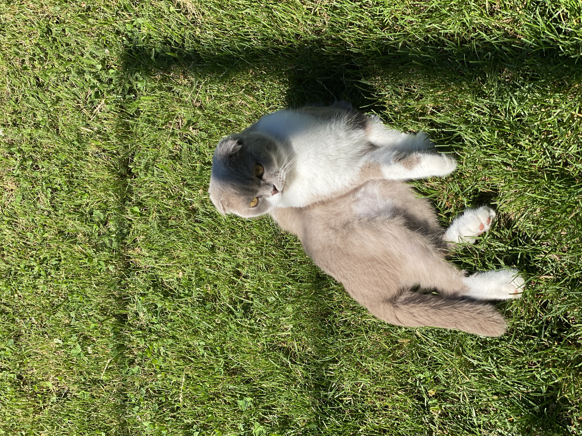 The image depicts a Scottish Fold cat lying on a lush green lawn in Mykytyntsi, Ukraine. The cat, predominantly grey and white with yellow eyes, is positioned centrally, facing left with its body angled. Sunlight casts shadows across the grass, indicating a bright, sunny day. The environment is a typical outdoor setting with well-maintained grass. No people or other animals are visible in the frame.
