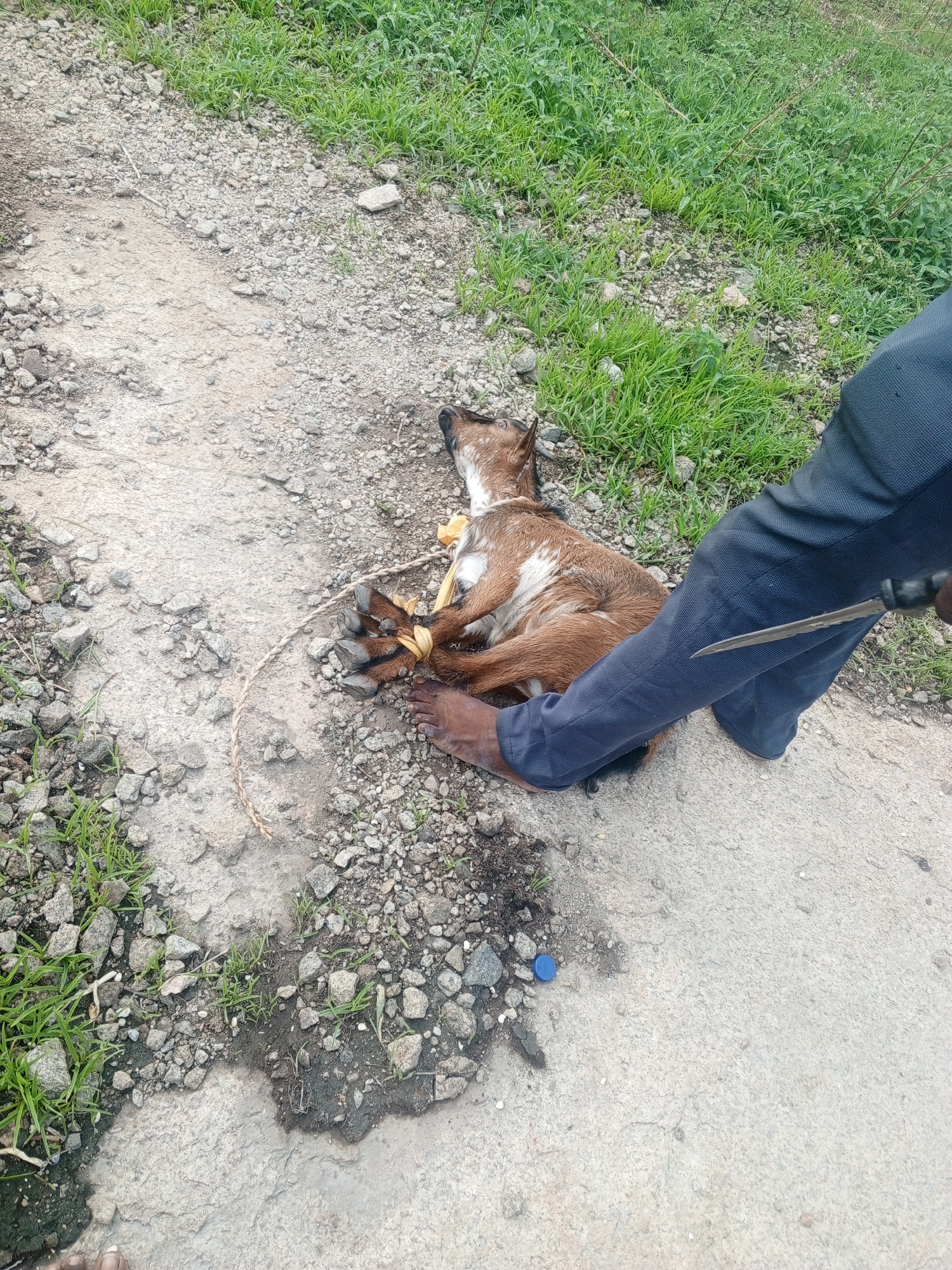 A goat, lying on its side on a gravelly dirt road, has its legs bound with a yellow tie. A dark-skinned person wearing dark trousers is pinning down the goat with their leg and holding a knife. The background is green grass. The location is in the city of Unknown, Unknown.