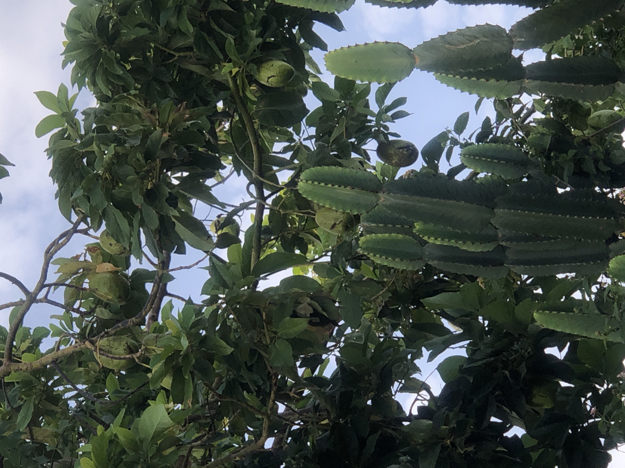 The image depicts a close-up view of an avocado tree laden with ripening fruit, interspersed with tall, spiny cactus plants. The scene is set against a bright, partly cloudy sky. The avocado fruits, varying in size and shape, hang from branches amidst lush green leaves. The cactus segments are a deep green, with prominent ribs and small spines. The foliage of both the avocado tree and the cactus creates a dense, layered composition. The overall impression is one of natural abundance and a somewhat wild, overgrown environment.
