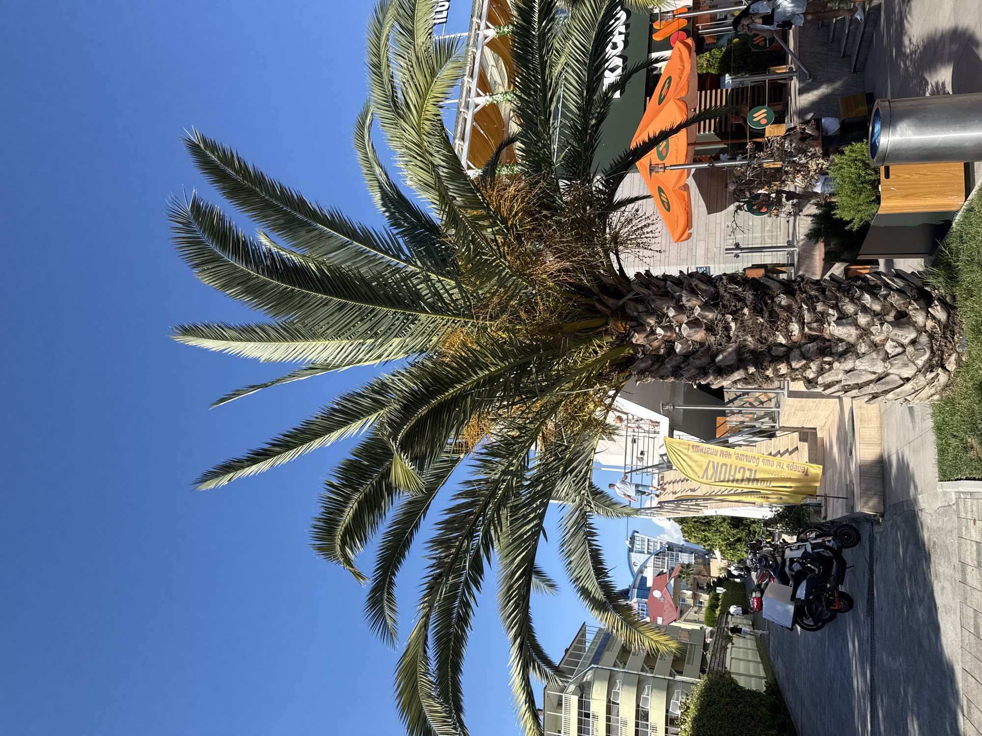 The image depicts a sunny day in Sochi, Russia, with a prominent palm tree in the foreground. To the left, a multi-story building with balconies and light-colored facades lines a pathway. Several parked scooters are visible on the paved area. In the background, another building with modern architecture and a red roof can be seen. A yellow banner with Russian text, reading "ПОНЕДЕЛЬНИК" (Monday) and "Тепербь ты ешь больше, чем платишь!" (Now you eat more than you pay!), stands near a staircase. On the right side of the image, an outdoor seating area of a cafe is set up with orange umbrellas. People are seated at tables, and some are walking. The overall scene suggests a lively commercial or recreational area in a warm climate.