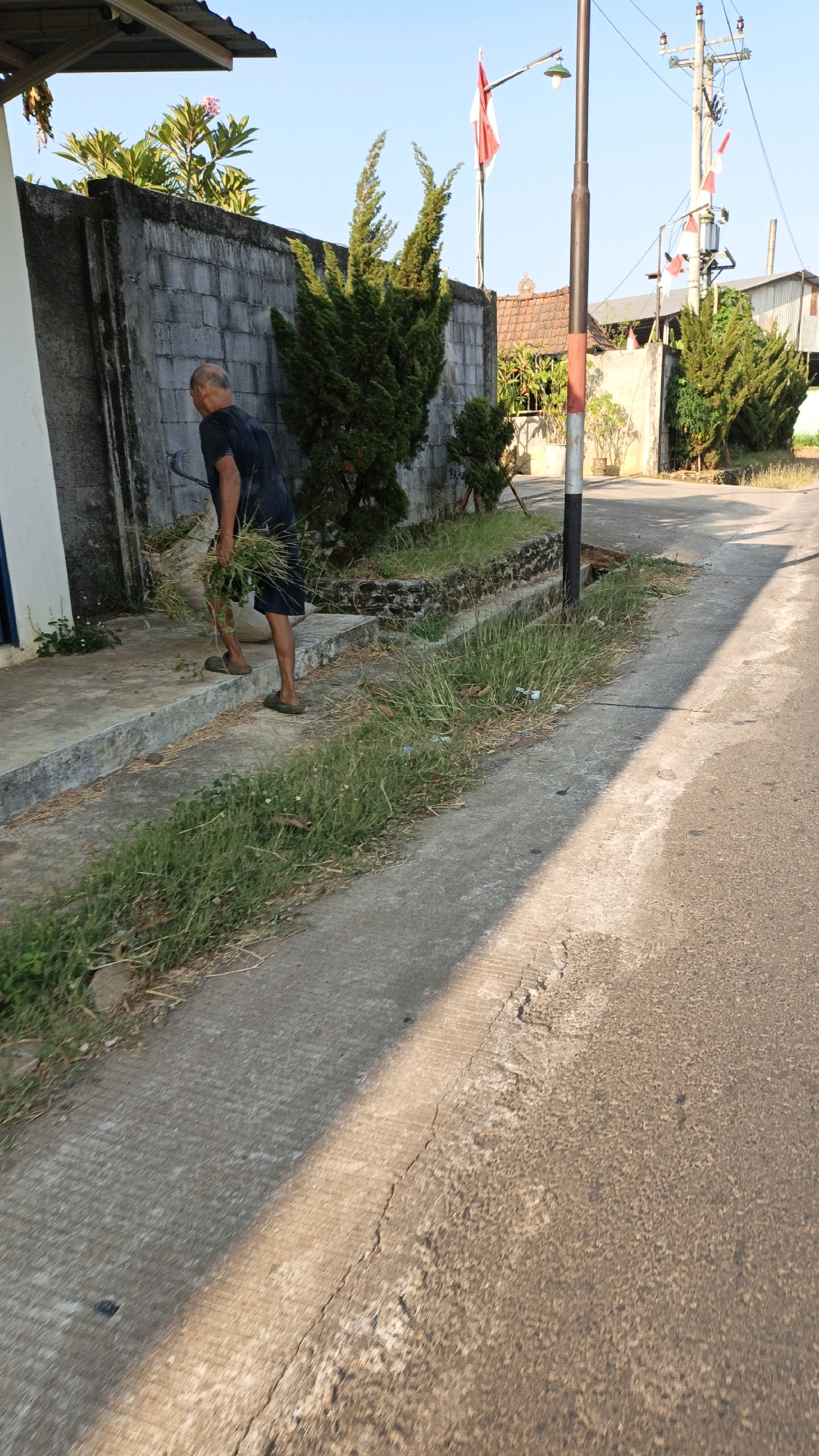 An elderly bald man in a dark blue t-shirt and shorts is sweeping grass on a concrete walkway next to a gray brick wall in Kuwasen, Indonesia. He is holding a broom with a metal shaft and a large bunch of grass in his left hand, and the broom in his right hand. Behind him, a tall, green coniferous tree stands near the wall, and a smaller one is further down. A street lamp with a red and white flag is visible on the right. The man is facing away from the camera, looking towards the grass he is collecting. The ground is a mix of concrete and grass, with a ditch on the right filled with dry leaves and weeds. A paved road is to the right of the walkway, with shadows cast across it. The sky is clear and blue.