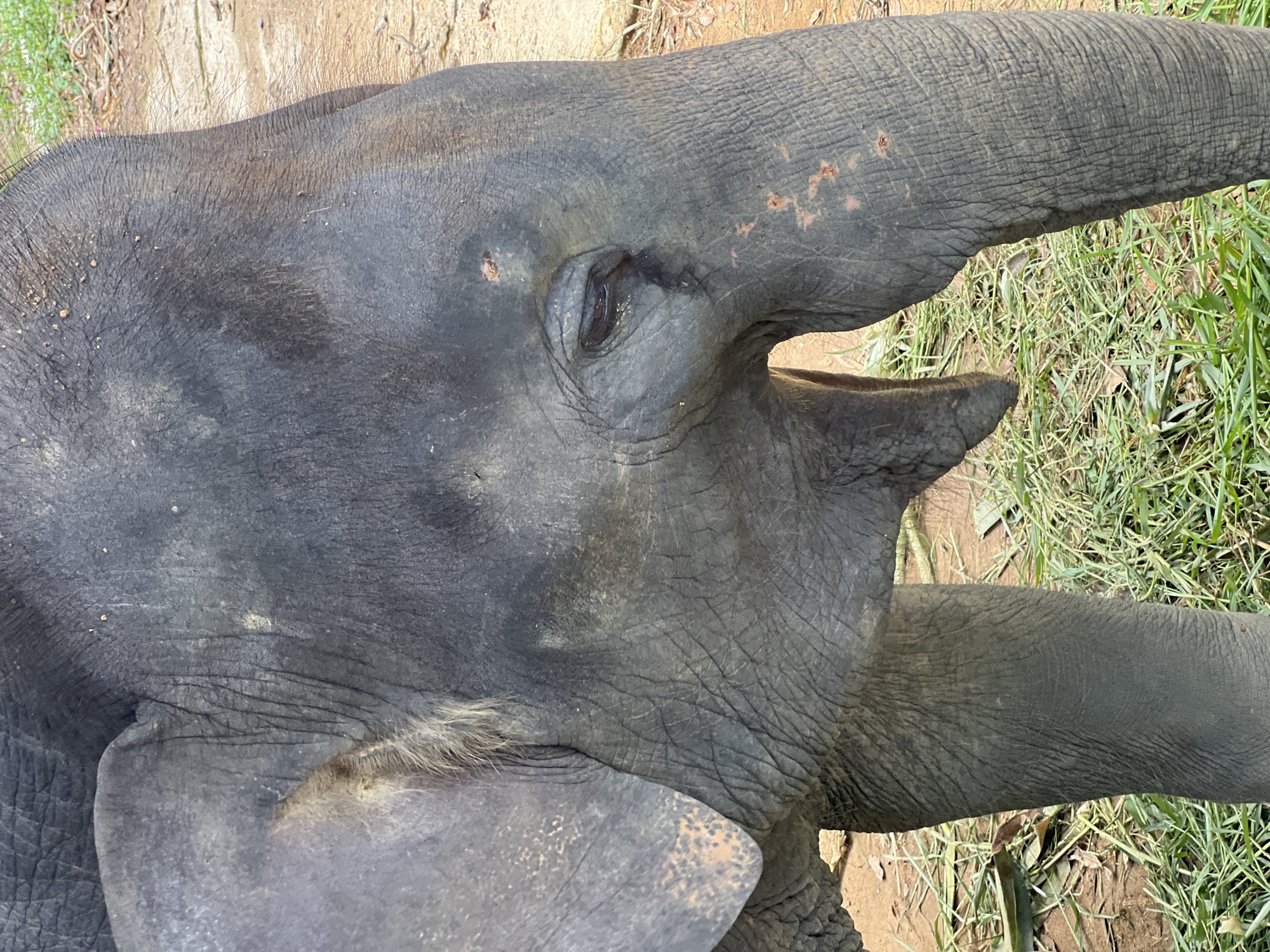 A close-up, eye-level, outdoor, full-body shot shows an elephant's head and front legs. The elephant is facing right. It has dark gray skin with visible wrinkles and some dirt. The elephant's right ear is visible, as is its eye, which appears to be shedding a tear. There are also some red marks or abrasions on its face. The elephant's trunk is not visible. The ground is covered with dry dirt and green grass. The image was taken in Chalong, Thailand.