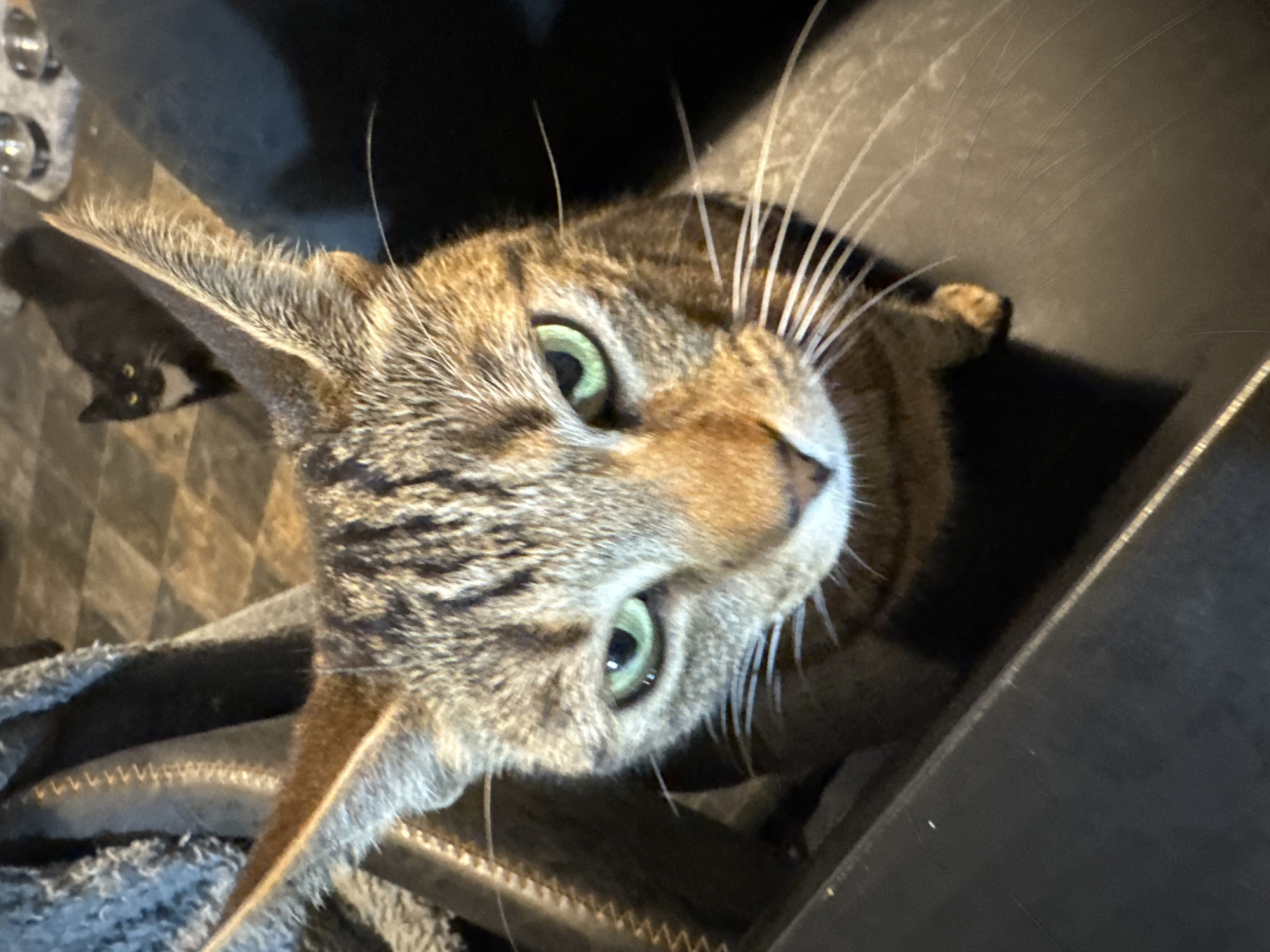 A close-up, angled shot features a tabby cat with green eyes and prominent whiskers. The cat's head is tilted, looking up at the camera. In the background, partially obscured, is a black and white cat with yellow eyes, visible in the periphery. The foreground contains elements of a dark grey or black surface, likely part of a structure or container. The setting is indoors, but the specific location within Desborough, United Kingdom, is not identifiable from the image.