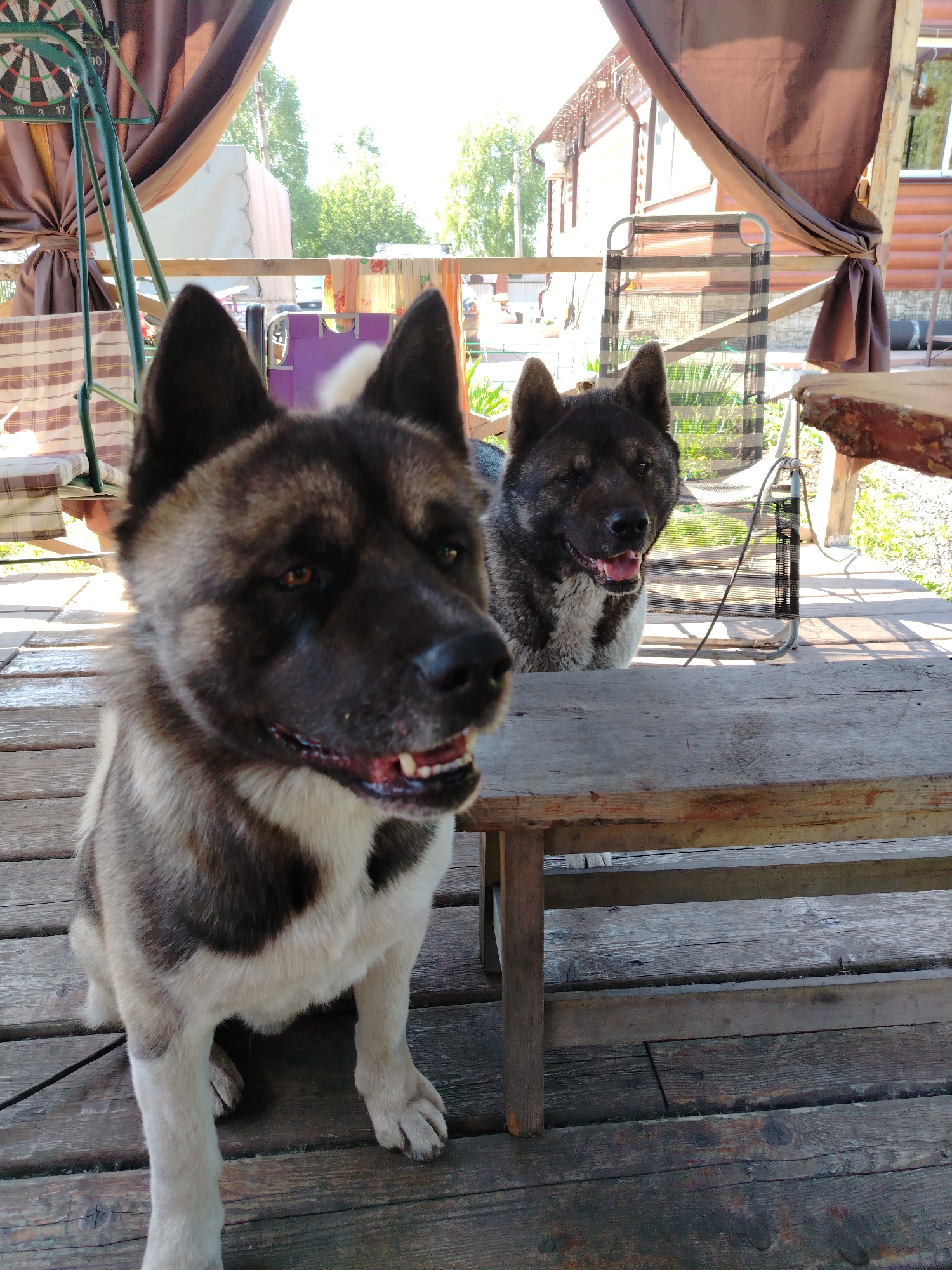 This image depicts two Akita-type dogs on a weathered wooden deck in what appears to be an outdoor living area in the city of Рассвет, Russia, under bright daylight.
In the foreground, a brindle-and-white Akita-type dog is seated, facing slightly to the viewer's right. Its mouth is slightly open, revealing teeth, and its eyes are dark. A thin, dark leash or cord extends from its neck area downwards out of frame to the left.
Behind a rustic wooden table or bench, a second, darker brindle Akita-type dog is positioned, appearing to be standing or sitting. This dog's head is above the table, its mouth open with a visible tongue, and it is looking forward towards the camera.
The immediate environment consists of wooden plank flooring. The wooden table/bench separates the two dogs. In the background, various objects are present:
- To the left, a green metal frame structure, possibly part of a gazebo or swing, holds a dartboard showing numbers 19, 17, and 10.
- A brown curtain or awning is draped and tied back on both the left and right sides of the frame, providing shade.
- Between the curtains and behind the table, outdoor furniture including a striped fabric lounge chair and a grey slatted chair are visible.
- A dark, vertically slatted fan is positioned on the deck behind the second dog.
- In the distant background, green trees and foliage are visible, along with a log cabin-style building featuring windows and a gutter system on the right. Another lighter-colored structure is partially visible further back. The overall lighting suggests a sunny day.