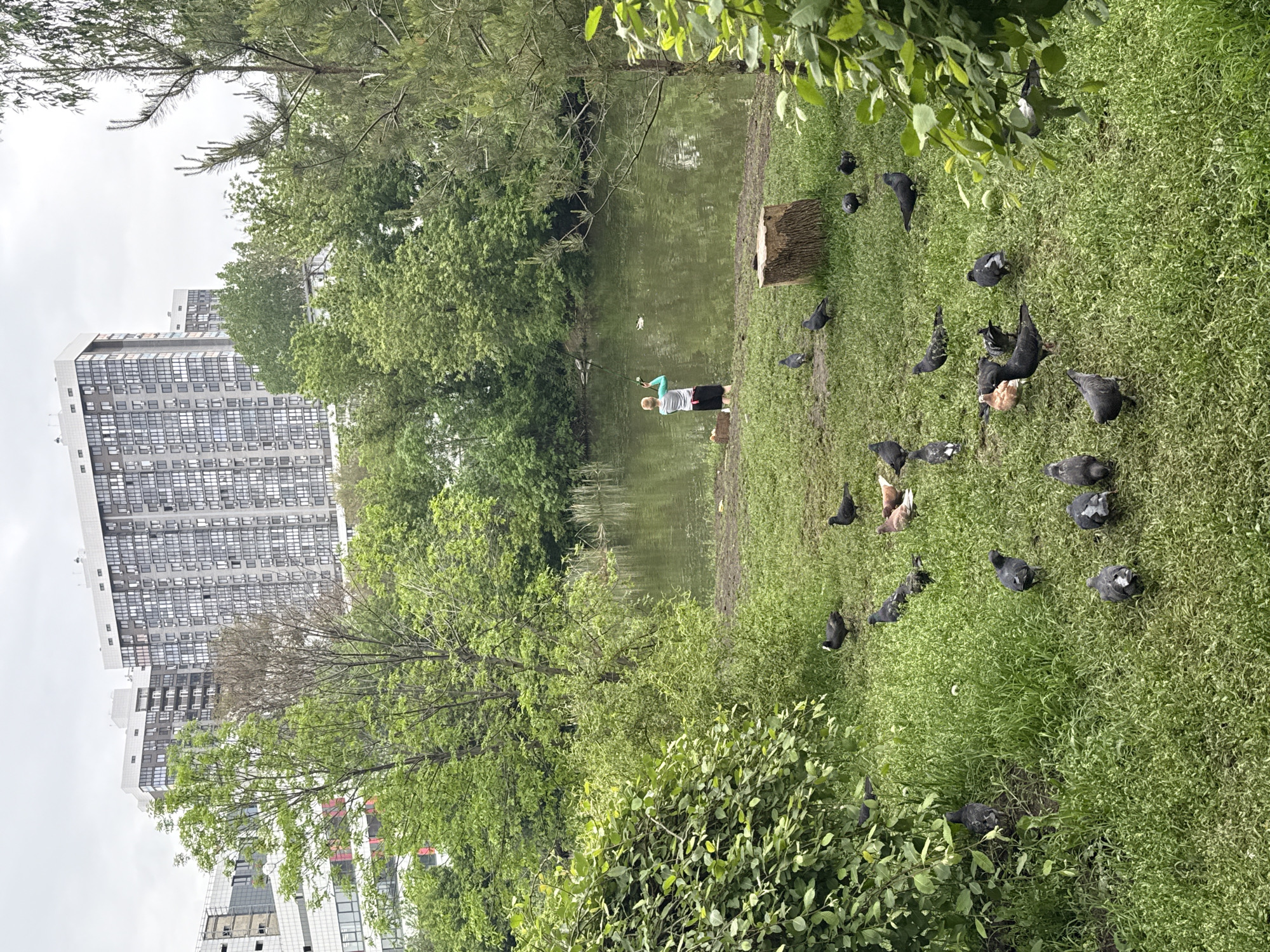 The photograph captures a park scene in Rostov-on-Don, Russia, featuring a body of water, likely a pond or lake, surrounded by greenery. A tall, modern building is visible in the background, suggesting an urban setting. A person stands near the water's edge, possibly interacting with the environment. Several birds, potentially pigeons, are scattered on the grassy bank near the water. A tree stump is also present on the edge of the water. The overall impression is a blend of urban development and natural elements in a park setting.