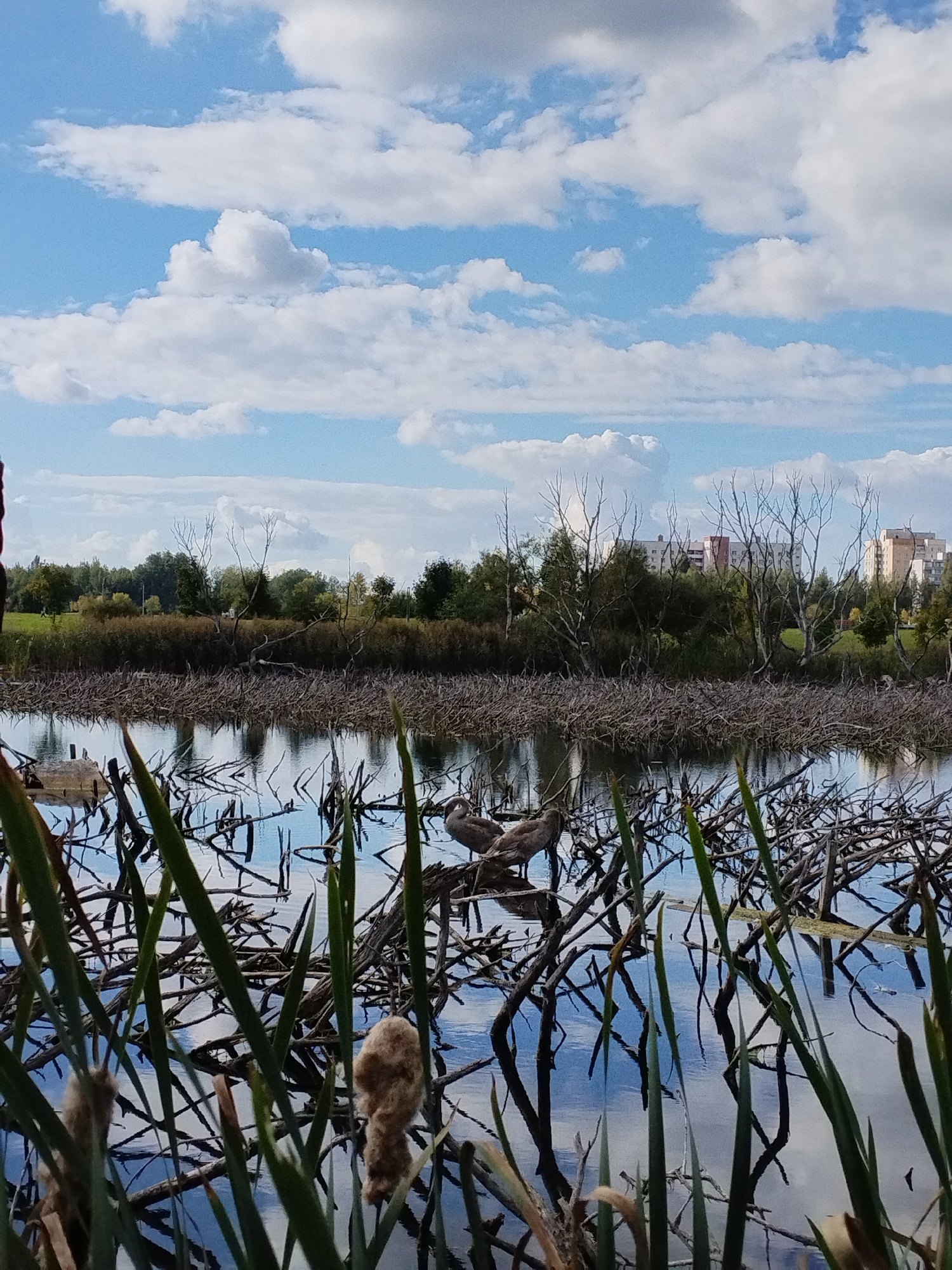 The image depicts a serene wetland scene with a calm body of water reflecting the blue sky and white clouds. The foreground is dominated by tall green reeds and cattails, partially obscuring the water and a dense collection of bare, interwoven branches that create a natural barrier. In the mid-ground, several birds, appearing to be coots or similar waterfowl, are resting on a collection of these branches. Beyond the wetland, a line of trees forms a natural backdrop, and further in the distance, apartment buildings are visible, suggesting an urban environment. The scene is likely located within a park or nature reserve in the city of Minsk, Belarus, as such mixed environments are common in the city's green spaces.