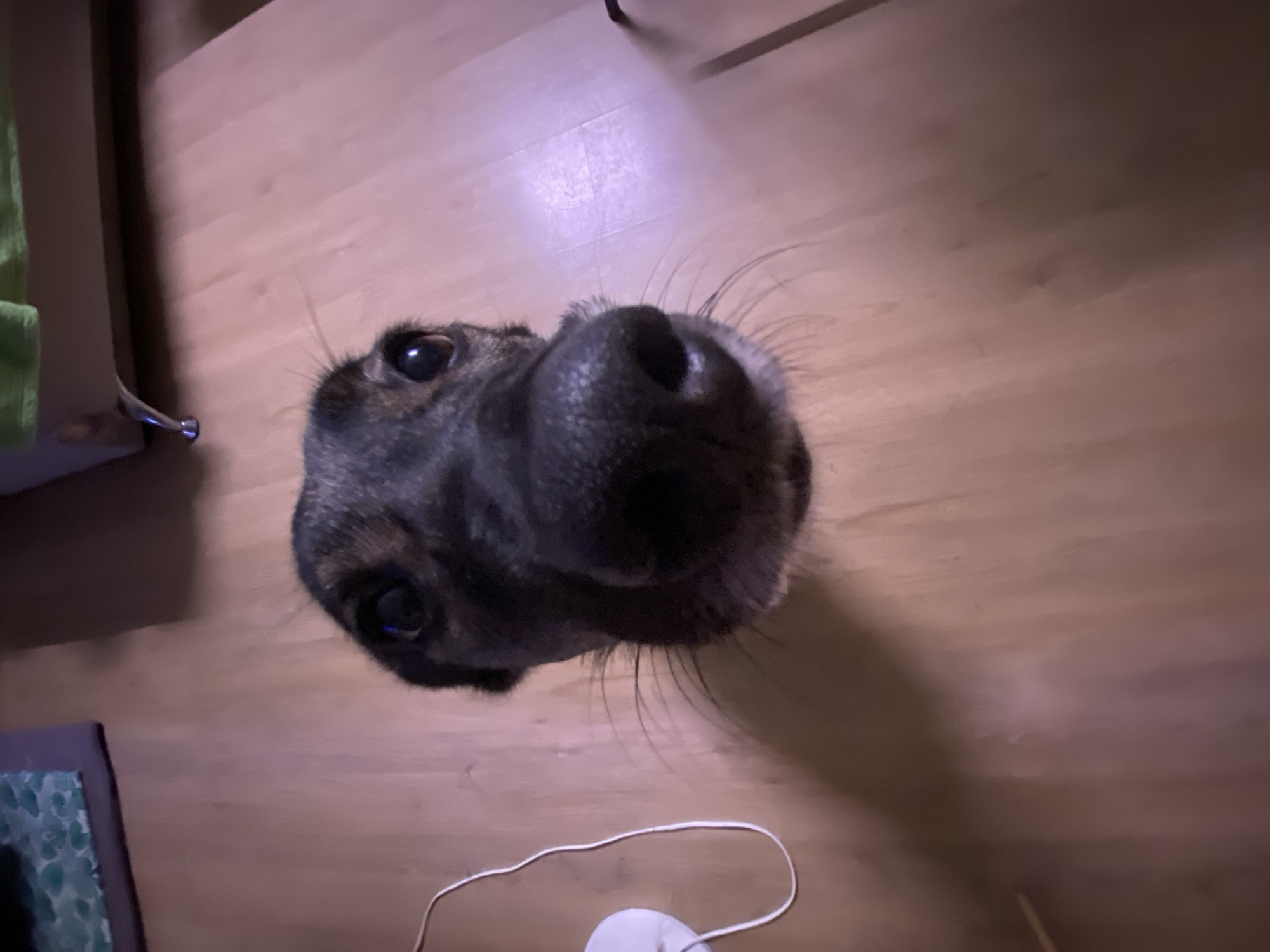 A dog's face, largely its nose, is centered in the frame of an overhead shot. The dog is black with some tan coloring around its eyes. The background is a wood-grain floor. The bottom of the frame includes a white cable and a white circular object. A corner of a green object is visible in the upper left. The location is not specified in the image and is not determinable.
