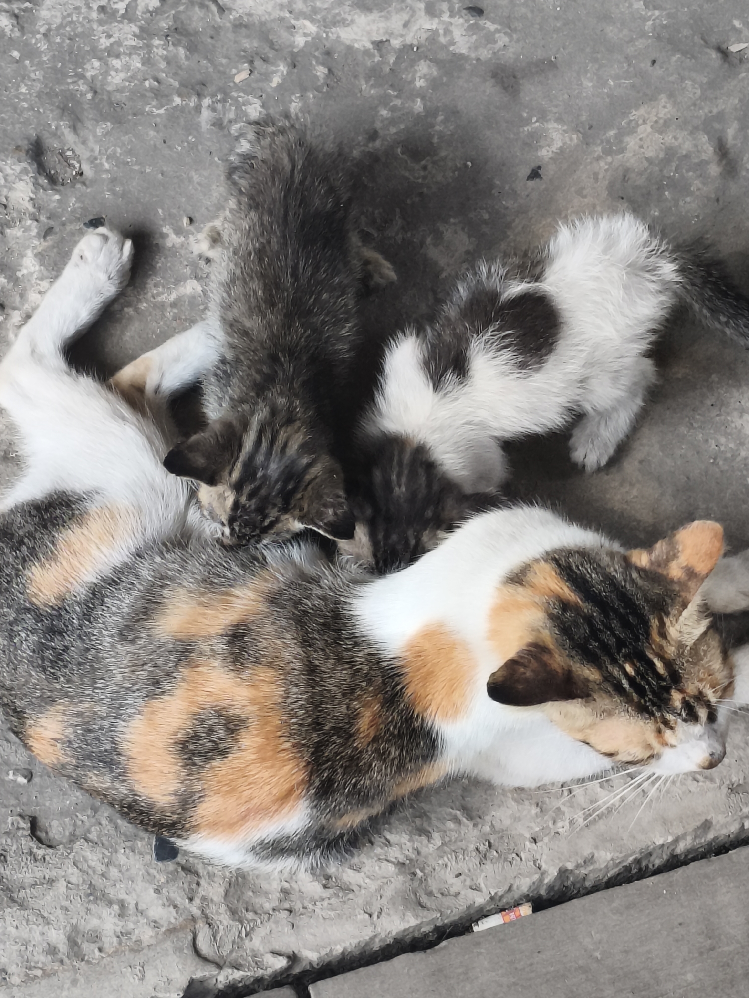The image shows a calico cat nursing three kittens on a concrete surface. The mother cat is lying on her side, with her head turned to the right, facing away from the viewer. Her fur is a mix of white, orange, and black. Two of the kittens are dark-colored with tabby markings, and one kitten is mostly white with dark patches. The kittens are nestled against the mother's belly. The environment appears to be an outdoor area, possibly a street or alley, with rough concrete ground. A discarded cigarette butt is visible in a crack in the concrete in the lower right portion of the image. The image is taken from a high-angle perspective. The presence of a cigarette butt and the general appearance of the surroundings suggest an urban environment. Samarinda is a city in Indonesia, known for its urban areas with concrete infrastructure.