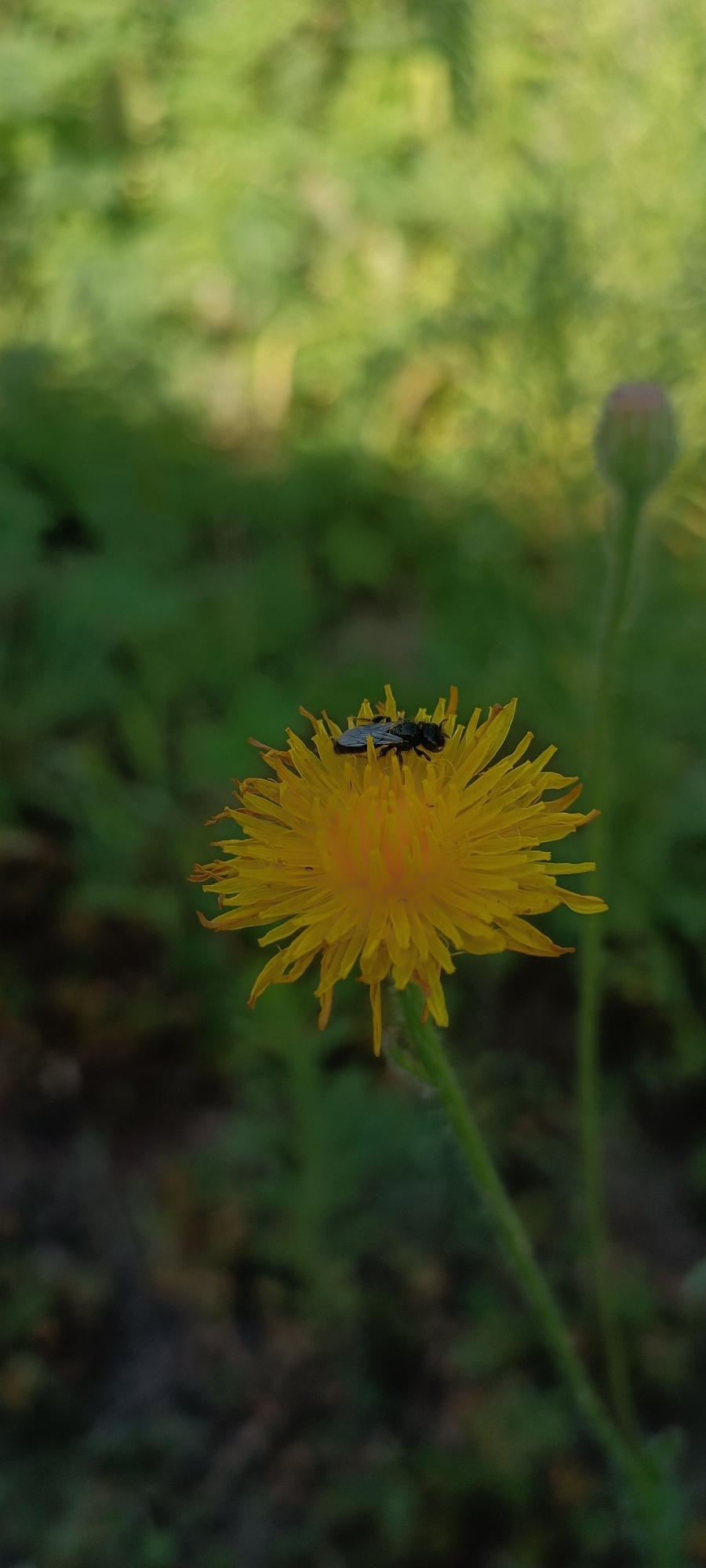 A black insect with iridescent wings is perched on a bright yellow dandelion flower. The flower is in focus, with its petals spread wide. The background is a soft blur of green foliage, suggesting an outdoor natural setting. A small pink bud of another flower is visible in the upper right corner, out of focus. The image captures a close-up of nature's interaction.