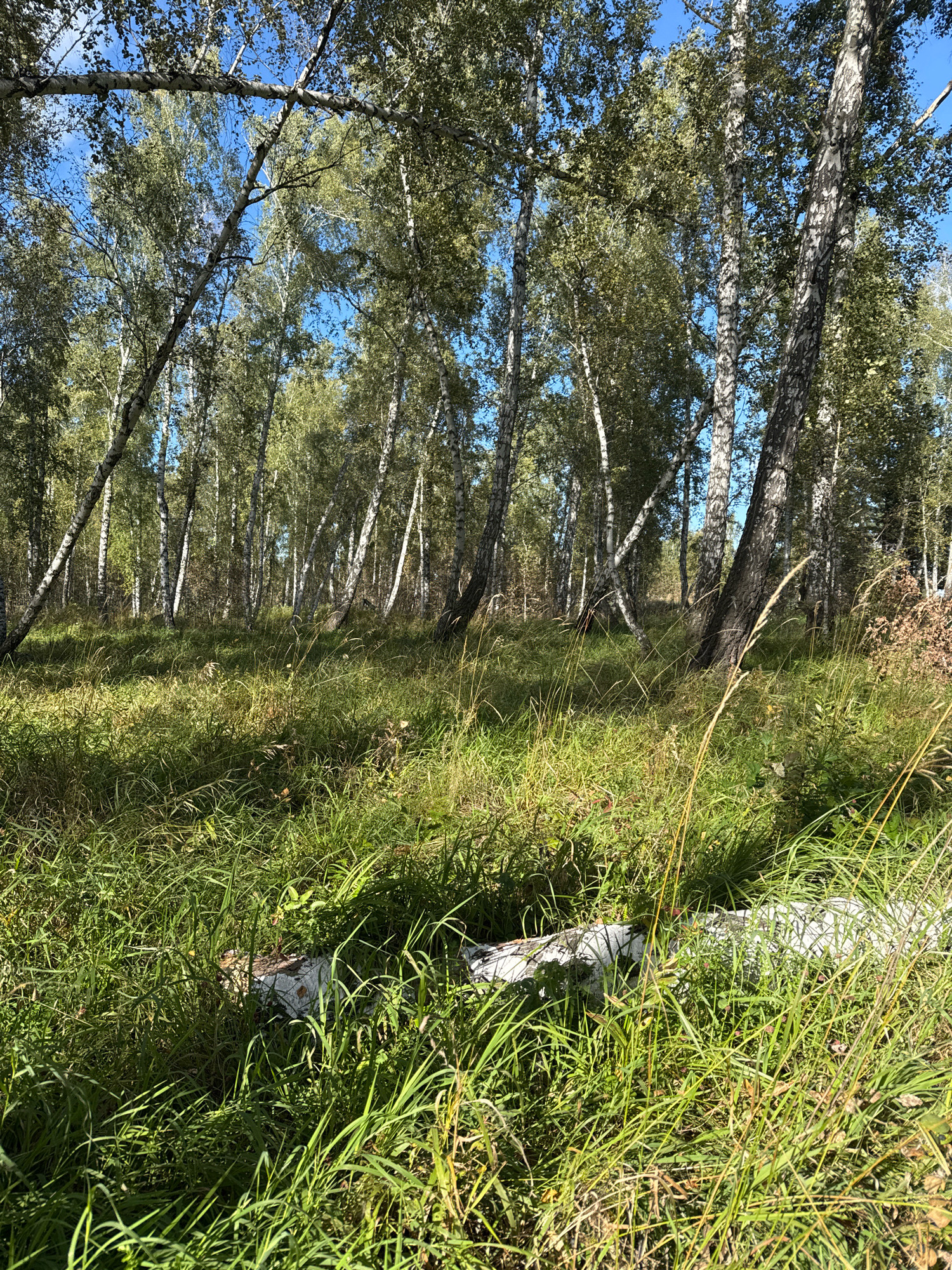 This is a full, eye-level shot of a sun-dappled birch forest in Zapadny, Russia. The forest floor is covered in dense, tall green grass with some dry, yellowing blades mixed in. In the foreground, partially obscured by grass, is a fallen log that appears to be birch, with its distinctive white bark. Beyond the grass, the birch trees stand tall and slender, their white trunks contrasting with the green foliage and blue sky. Sunlight filters through the leaves, casting shadows on the ground. The overall impression is one of a natural, serene forest environment.