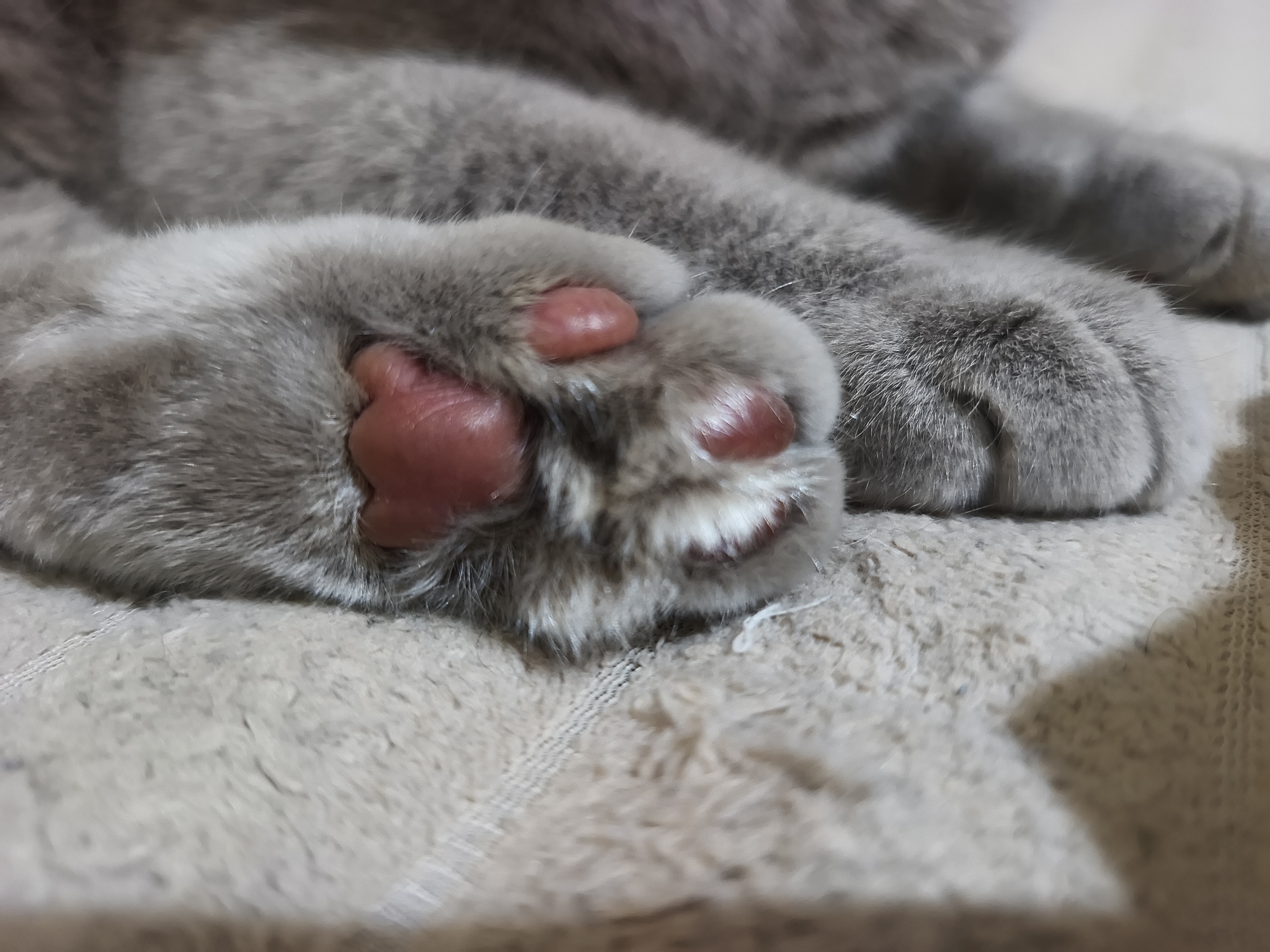 A close-up photograph depicts the paws of a grey cat resting on a beige, textured surface. The pads on the cat's paws are a reddish-pink color. The photograph provides no information to suggest it was taken in the city of Ternopil, Ukraine.