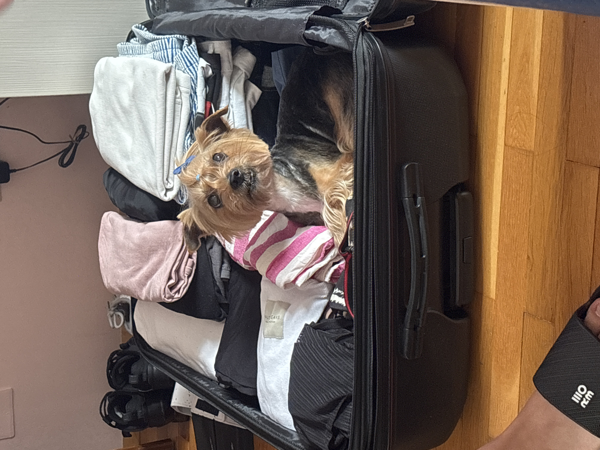 A Yorkshire Terrier dog wearing a pink and white striped shirt and a blue bow sits inside an open black suitcase packed with folded clothes. The dog is positioned in the center of the suitcase, with its body curled to the right. The suitcase is on a wooden floor. In the background, to the left, are two pairs of black shoes and some folded clothing. To the right, the wall is visible. The scene appears to be indoors, possibly in a home in Sofia, Bulgaria.