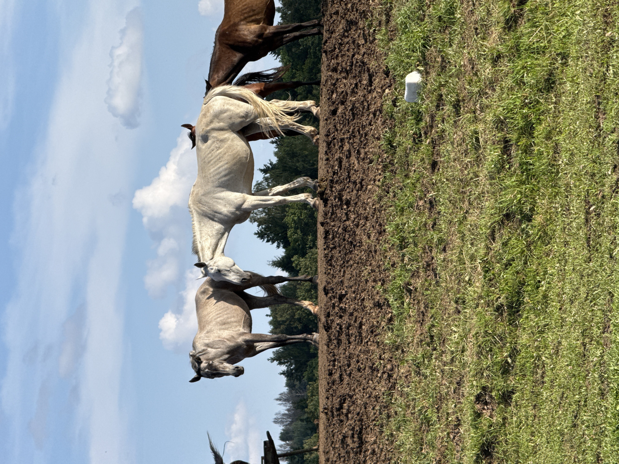 In Galinė, Lithuania, a group of horses are standing on a muddy embankment. In the foreground, a grassy field extends towards the viewer. The horses, varying in color from grey to brown, are positioned across the top of the embankment, with a line of trees forming the background. The sky above is blue with scattered white clouds. One horse on the left is a light grey with a dark mane and tail. Next to it, a white horse with a light-colored mane is interacting with a light grey horse, with their heads close together. To the right, a dark brown horse stands behind the white horse. The embankment is uneven and appears to be made of dark, disturbed soil. A small, white rectangular object is visible in the grass in the lower right portion of the image.
