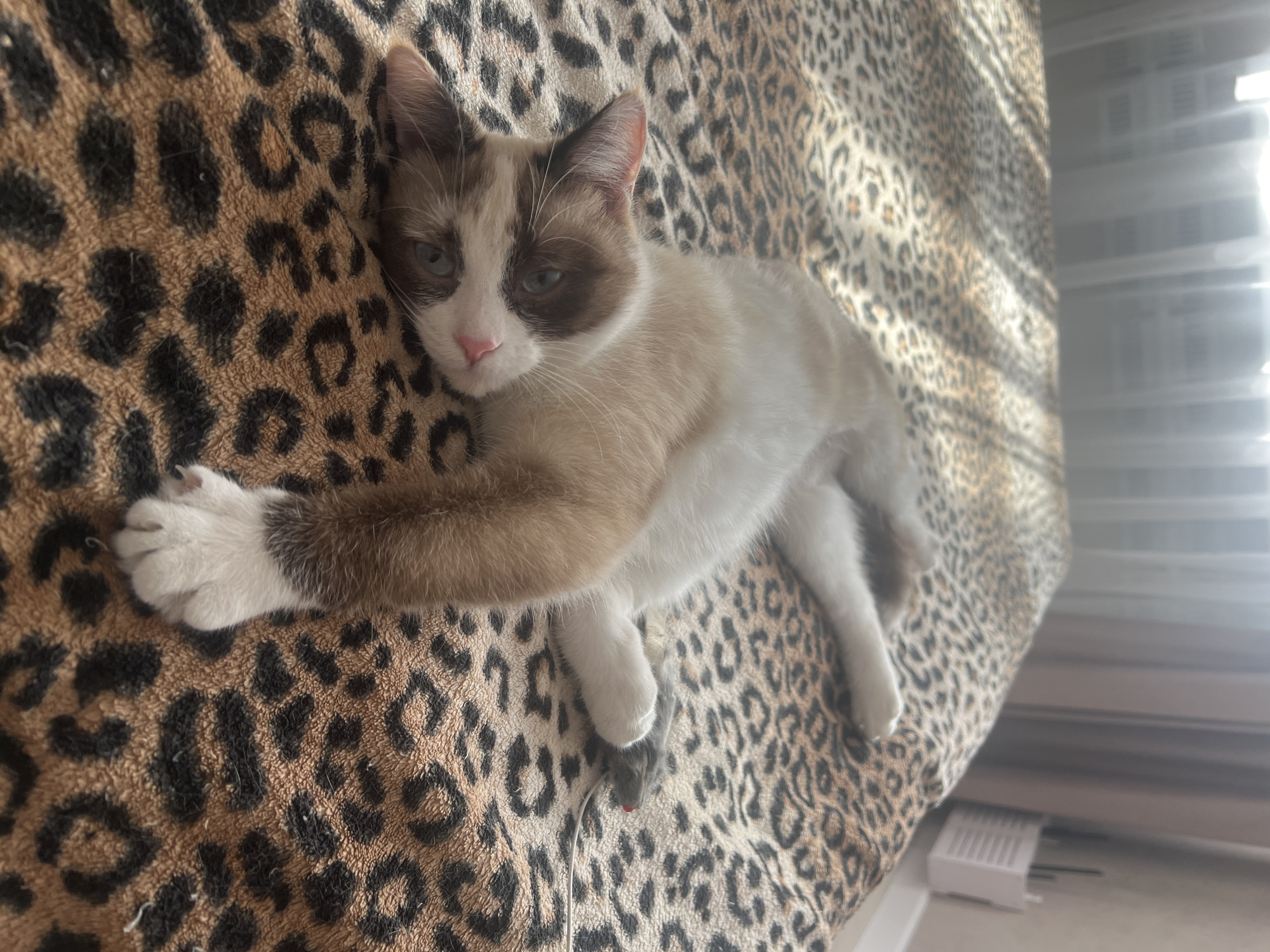 A snowshoe cat is lying on a brown and black leopard-print blanket. The cat is light brown and white with dark brown markings around its eyes and ears. It has blue eyes and a pink nose. The cat is lying on its side with one paw extended. Under its paw is a gray toy mouse with a red nose attached to a white cord. The blanket is draped over what appears to be a bed or a sofa. The setting is indoors with natural light filtering in from a window. There is no evidence of the location being in Votkinsk, Russia.