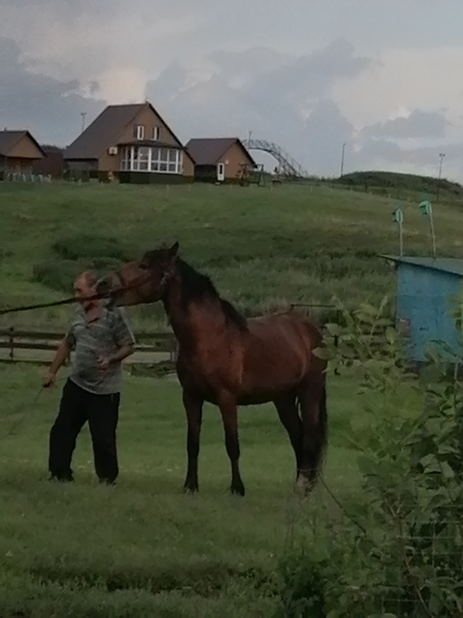 A man in a striped short-sleeved shirt and dark pants leads a brown horse in a grassy field near several buildings. The buildings appear to be houses with brown roofs. The sky is overcast. The man is holding a dark rope attached to the horse's bridle. The horse is facing towards the left side of the frame, and the man is standing to its left. There is a small blue structure with a sloped roof to the right of the horse. The scene is outdoors, in a rural or semi-rural setting.