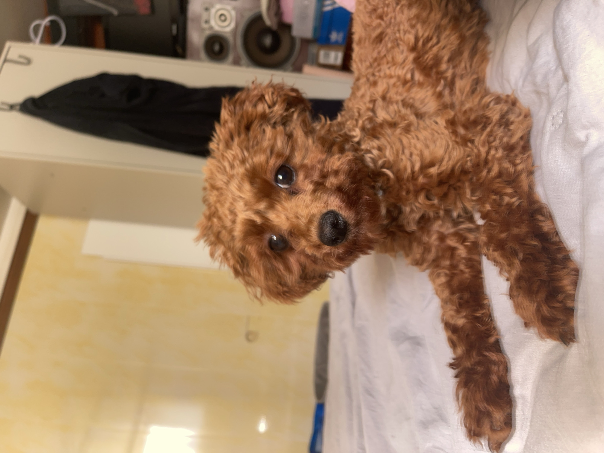 An auburn-colored, curly-haired dog, consistent with a Poodle or Poodle mix, is depicted lying prone on a rumpled white sheet. The dog's front paws are extended forward, and its head is slightly elevated, with dark eyes directed towards the viewer. Its nose is black. The scene is an indoor environment, located in Sofia, Bulgaria. The background to the left features a light yellow wall with a subtle textural pattern and a horizontal light reflection. A dark, elongated object rests on the white sheet further back on the left. The background to the right reveals a white vertical furniture unit, from which a dark garment hangs on a hook. Adjacent to this, out of focus, are components of an audio system displaying circular elements (speakers). Below these are stacked various containers, including a blue box with a white Adidas logo. The primary subject is in sharp focus, while the background elements exhibit shallow depth of field.