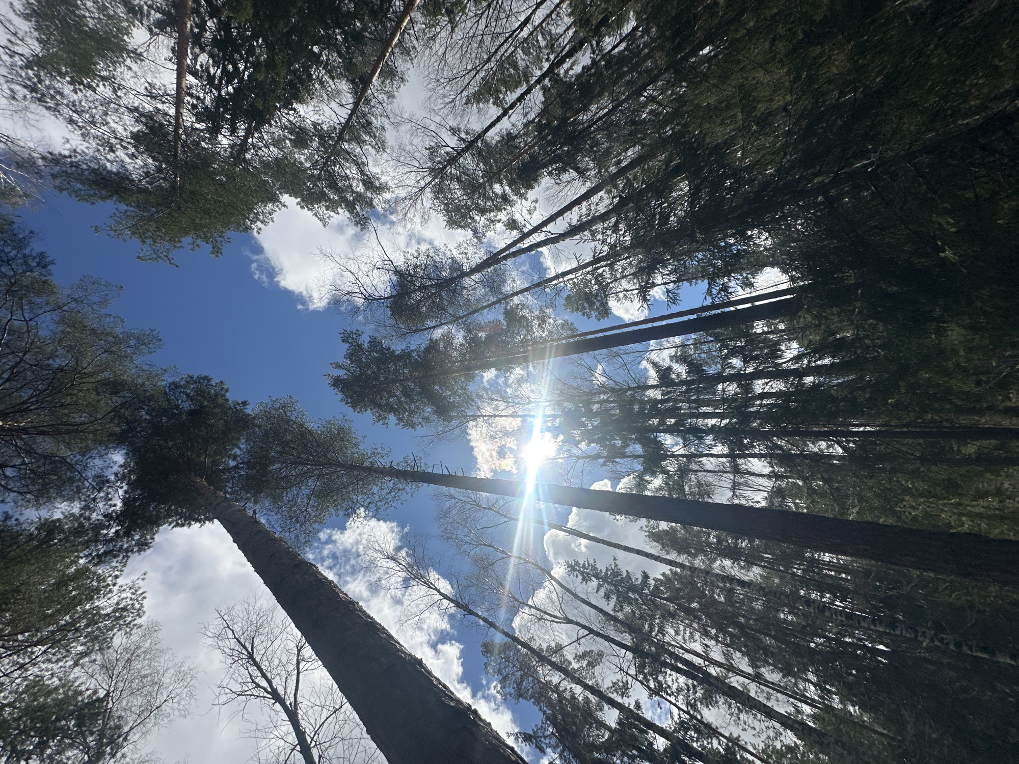 The image shows a view looking directly upwards into a forest, with tall trees framing a patch of blue sky scattered with white clouds. The sun is visible, partially obscured by the tree canopy, creating a bright glare. The trees are slender and straight, with dense foliage at the top. Some bare branches are visible as well. The location is likely in the vicinity of Noviy, Russia.