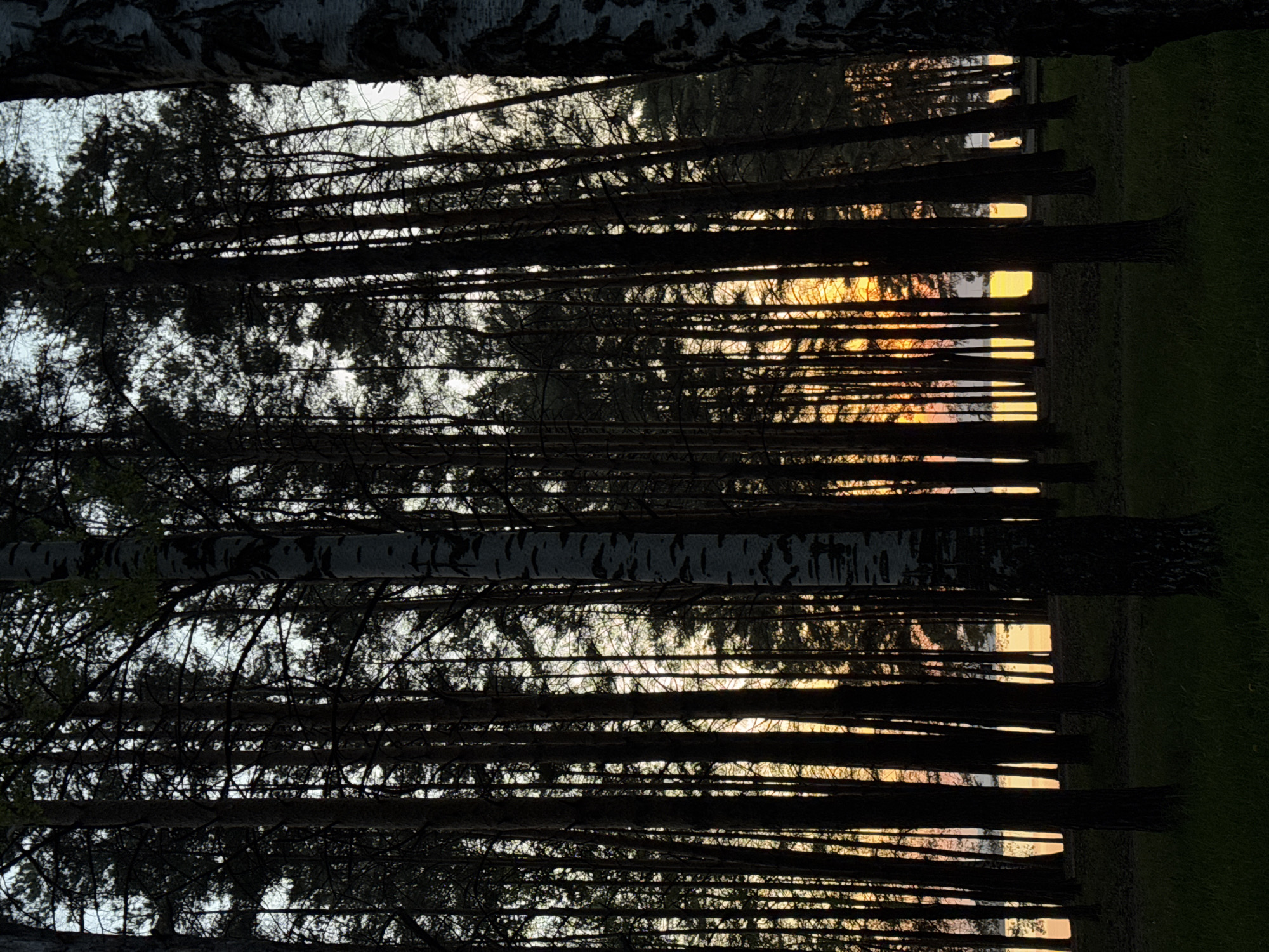 The image shows a row of trees in Chaikovsky, Russia, likely at sunset. The trees are silhouetted against the bright sky, with the sun setting in the distance. There is a patch of grass to the right of the trees. Some of the trees appear to be birch trees, judging by their bark.