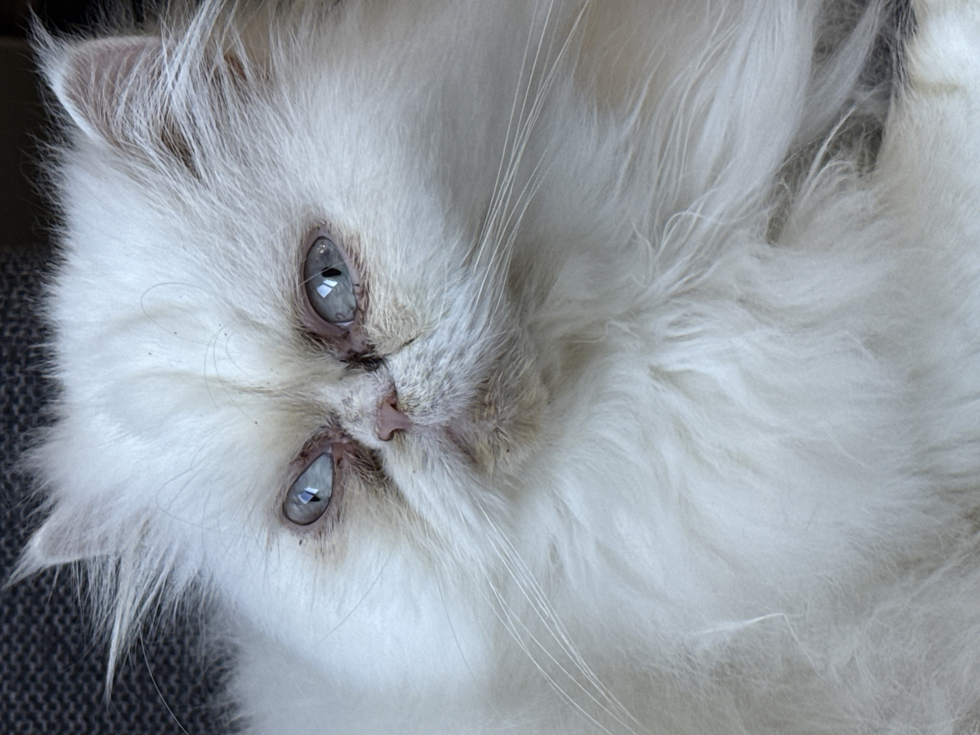 The image is a close-up of a white, fluffy cat. The cat has light blue eyes and a pink nose. The cat is lying on a gray surface. There is no indication of the location of Burgas, Bulgaria.