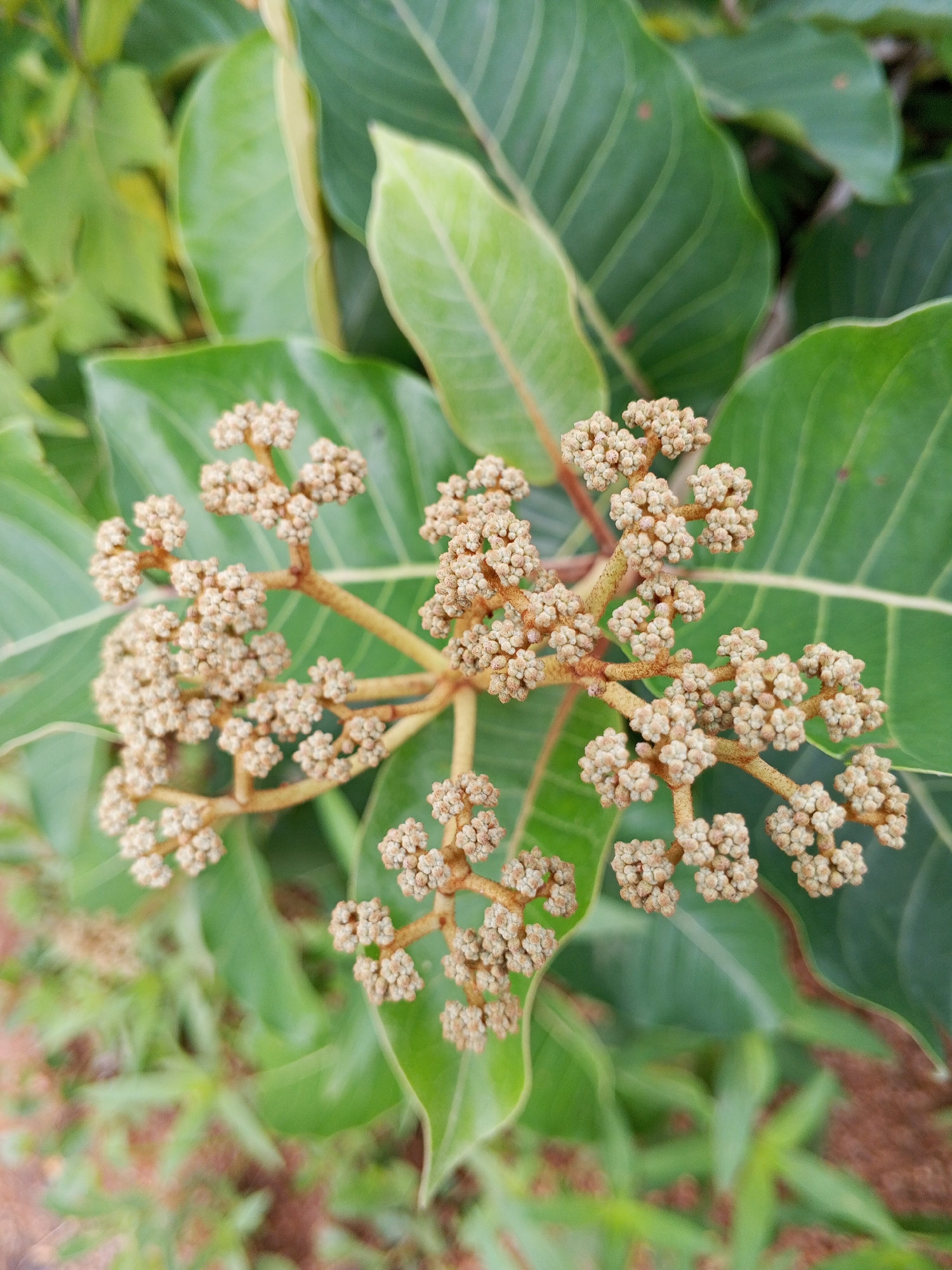 A close-up, eye-level shot captures a cluster of small, light brown buds on a reddish-brown stem against a background of large, green leaves. The buds are arranged in small, rounded clusters, with the stem branching out to support them. The leaves are broad and have visible veins, some with a lighter green or yellowish edge. The background is slightly blurred, suggesting a shallow depth of field. The scene appears to be outdoors, likely in a garden or natural setting, given the foliage and ground visible at the bottom, which appears to be soil and low-lying greenery. The lighting is natural and diffused. No people are present, and no specific action is depicted other than the static state of the plant. The location is identified as Gwong, Nigeria.
