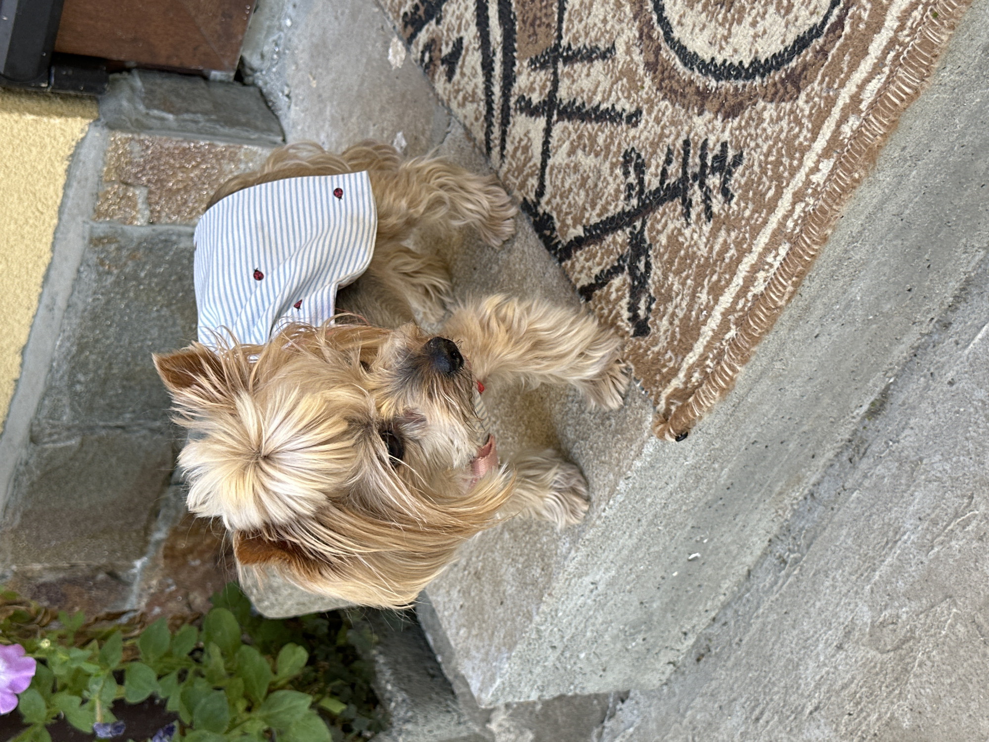 A tan Yorkie dog wearing a blue and white striped shirt with red ladybugs is sitting on a gray concrete step. To the right of the dog, part of a patterned brown and tan rug is visible. To the left of the dog, there is a stone wall with plants and purple flowers at the base. The image appears to be taken outside in daylight. The location is Lehchevo, Bulgaria.