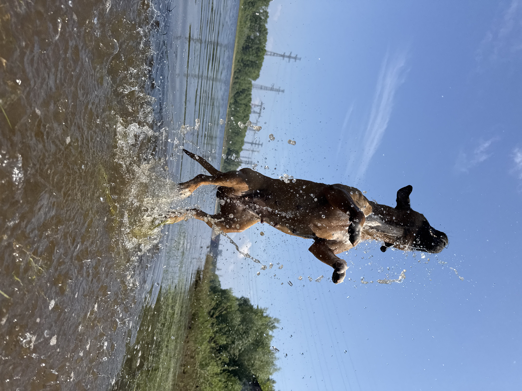 A brown dog is captured mid-air, jumping out of murky water with a splash. Its body is arched, with front paws extended upwards and back legs trailing. Water droplets are frozen in motion around the dog. The scene is set against a bright blue sky with a few wispy clouds. In the background, a body of water, likely a river, stretches towards a tree-lined shore. Power transmission towers are visible on the horizon in the distance. The image appears to have been taken from a low angle, close to the water's surface. This location is the Kama River in Chaikovsky, Russia.