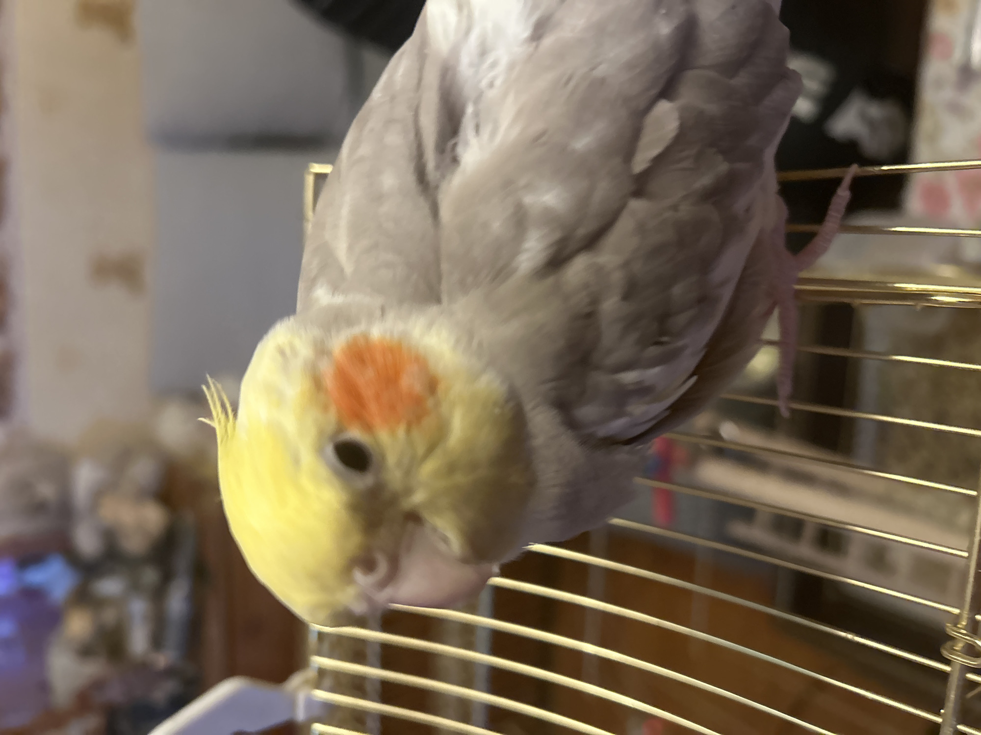 A cockatiel with yellow and gray feathers and an orange cheek patch is upside down, clinging to the gold-colored bars of a cage. The background includes a blurry view of what appears to be a room interior with furniture. The location in Sofia, Bulgaria is not determinable from the visual data.