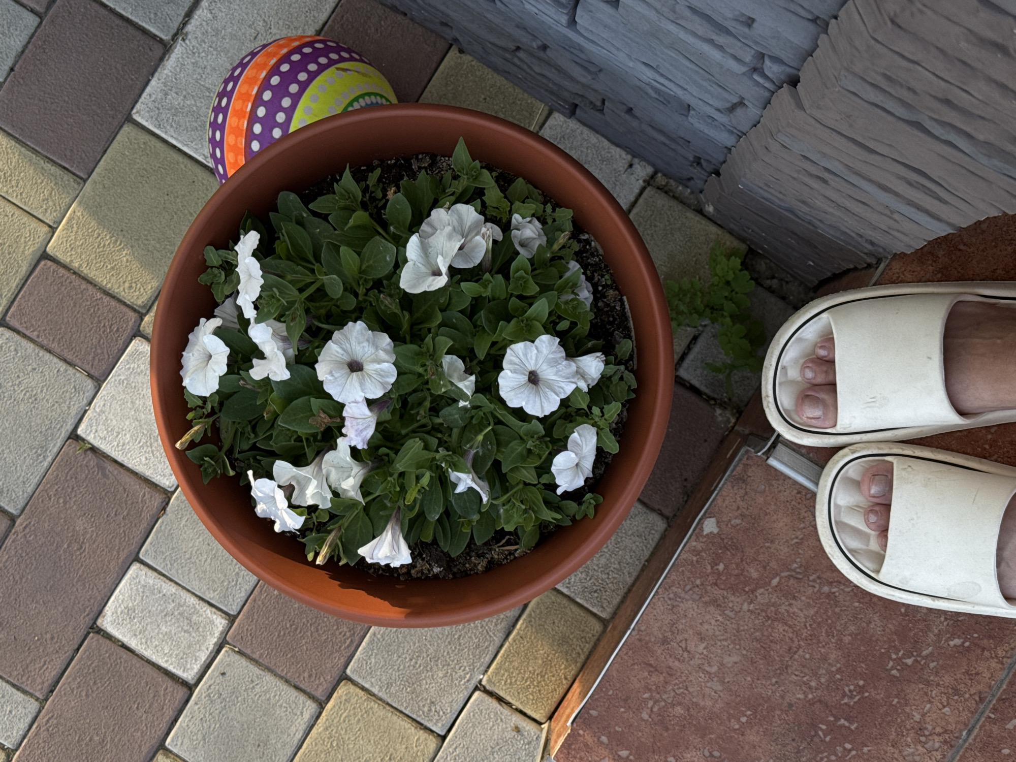 A high-angle, medium shot captures a pot of white petunias on a paved patio. The pot is round and terracotta-colored. Beside the pot is a colorful ball with purple, orange, and yellow stripes and white dots. The patio is made of rectangular interlocking pavers in various shades of brown, beige, and gray. To the right of the planter, a person's bare feet in white slip-on sandals are visible, standing on a terracotta-tiled section of the patio. Behind the planter, a grey stone wall with a layered, slate-like texture can be seen. A small amount of greenery sprouts from the ground near the wall. The lighting suggests it is daytime, possibly late afternoon due to the long shadows cast by the planter. The scene appears to be outdoors, likely a residential patio or garden area in Minusinsk, Russia. No visible text is present.