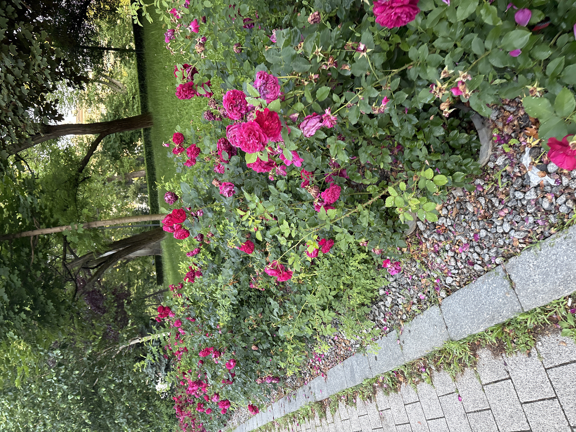 The image depicts a rose garden in Sofia, Bulgaria, with a paved walkway running alongside a dense row of vibrant pink and magenta roses. The roses are in full bloom, with some buds and fallen petals scattered on the gravel ground next to the walkway. Lush green trees and a grassy area are visible in the background, suggesting a park or public garden setting. The walkway is made of light gray interlocking bricks, and a concrete border separates it from the rose bed. The lighting suggests it is daytime, possibly overcast. There are no people or animals visible in the image.