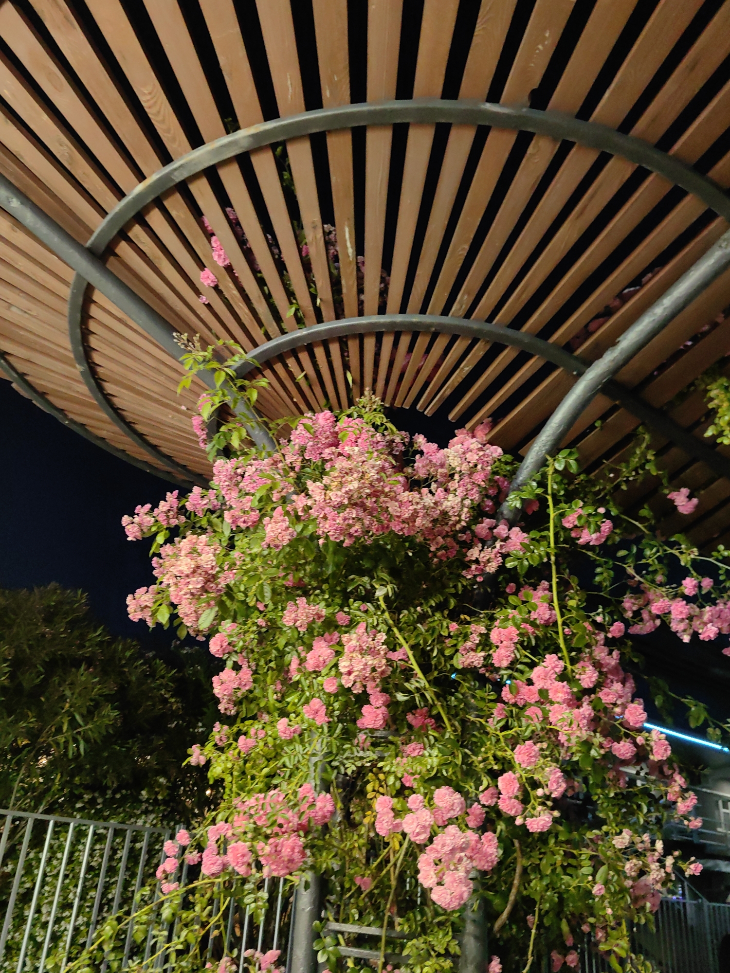 The image captures a close-up view of a lush bush of pink roses climbing under a wooden slatted canopy. The canopy has a curved metal frame. In the background, the night sky is visible, along with dark foliage and a metal fence. The scene appears to be outdoors, possibly in a garden or park setting. There are no people visible in the image. The lighting suggests it is nighttime, with the flowers being illuminated from above, possibly by artificial light. The environment is serene and natural, with the focus on the vibrant pink blooms against the backdrop of the wooden structure and dark sky. The overall impression is one of natural beauty contrasted with man-made architecture.