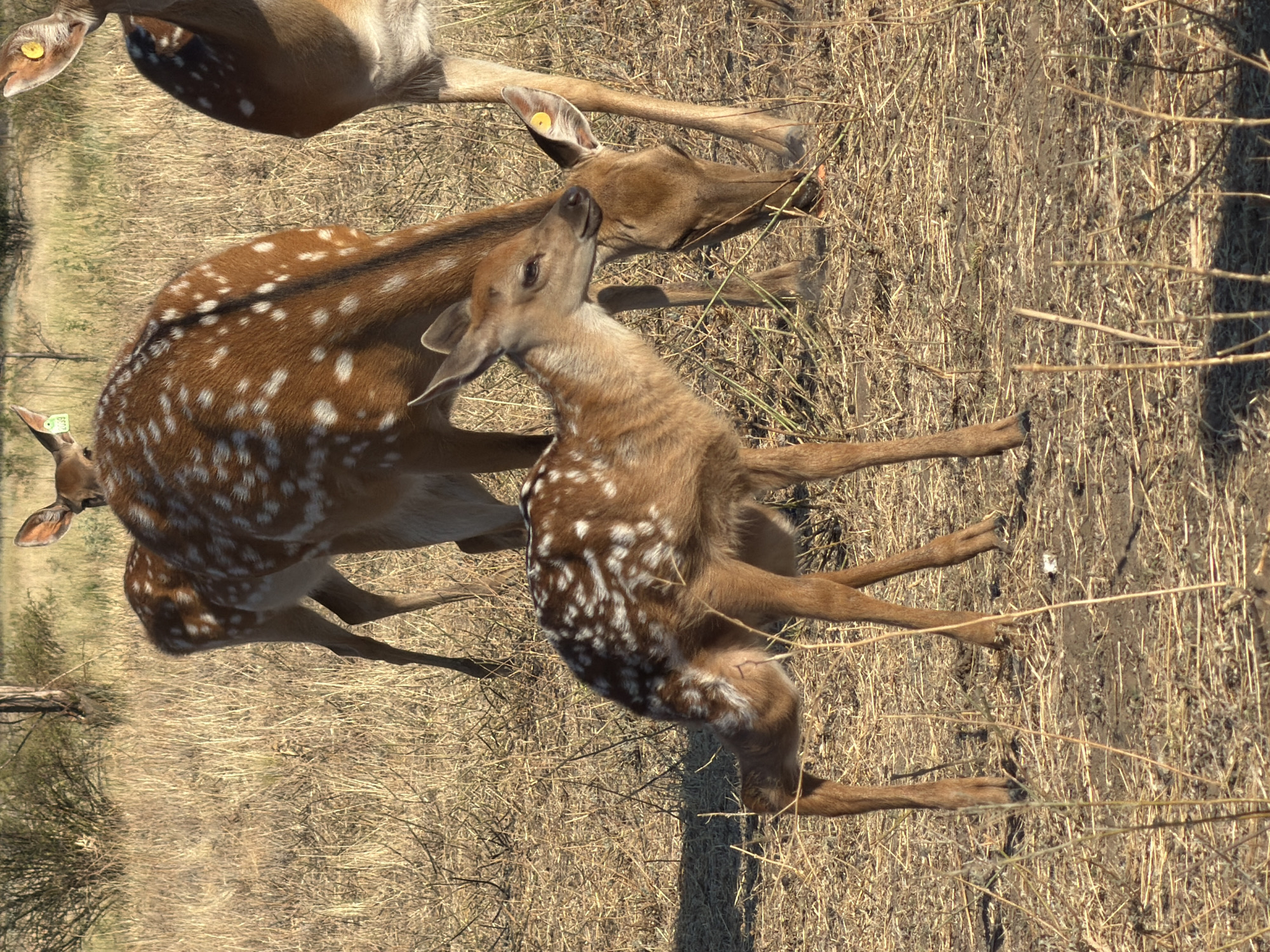 The image shows a group of spotted deer in a dry, grassy field. A large adult deer with white spots on its brown coat is in the center, facing away from the camera and grazing. To its left, a fawn with similar spots is standing and looking towards the left. To the right of the adult deer, another adult deer is partially visible, also grazing. The ground is covered in dry grass and some sparse vegetation. In the background, there are more dry grasses and some trees. The lighting suggests it is daytime, likely late afternoon or early morning due to the long shadows. There are no people or man-made structures clearly visible in the image. The deer have ear tags, indicating they are likely part of a managed population.