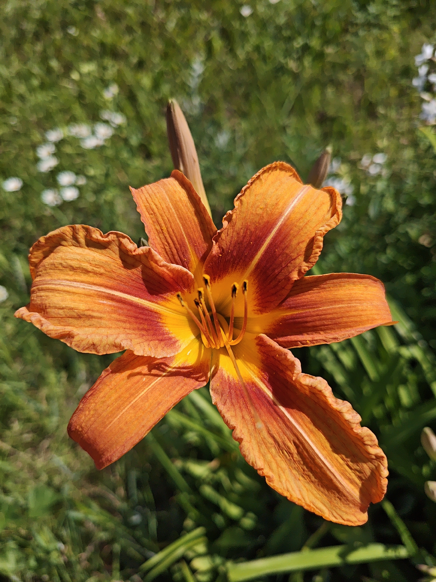 An orange daylily is in full bloom, its petals unfurling in the bright sunlight. The flower is centered in the frame, with a blurry green background of grass and other foliage. The image appears to be taken outdoors, possibly in a garden or park. There is no indication of the city of Perm, Russia.
