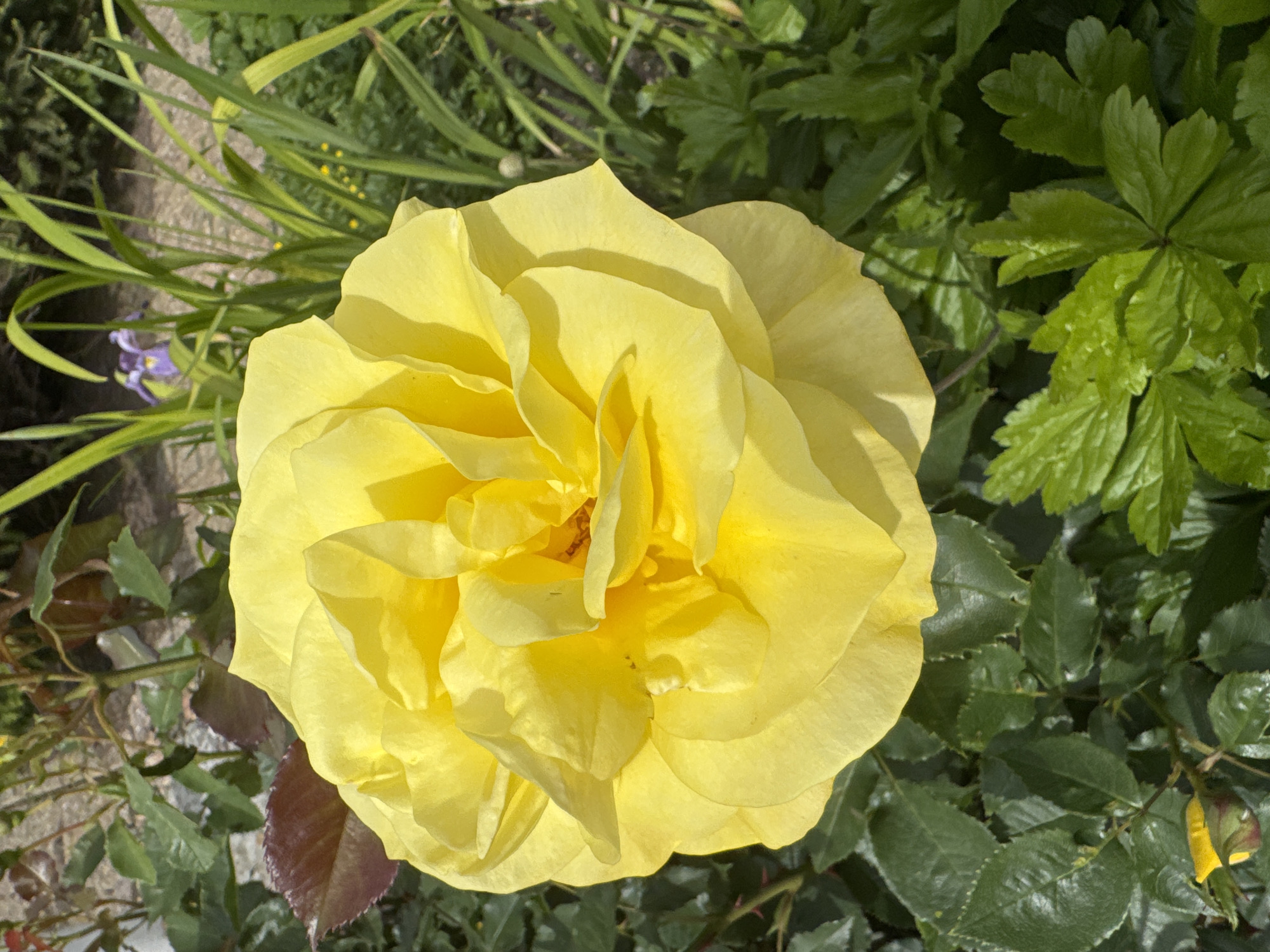 A bright yellow rose, its petals layered and unfurled, dominates the center of the frame. The rose is in full bloom, casting soft shadows on its own petals. Surrounding the rose is lush green foliage, with darker green leaves forming a dense backdrop. To the right, a few tall, thin green stalks rise upwards, and a hint of purple from a distant iris flower can be seen. In the lower left corner, a small, closed yellow bud on a stem is partially visible. The lighting suggests it is daytime, with sunlight illuminating the scene. The background is somewhat blurred, creating a shallow depth of field that emphasizes the rose.
