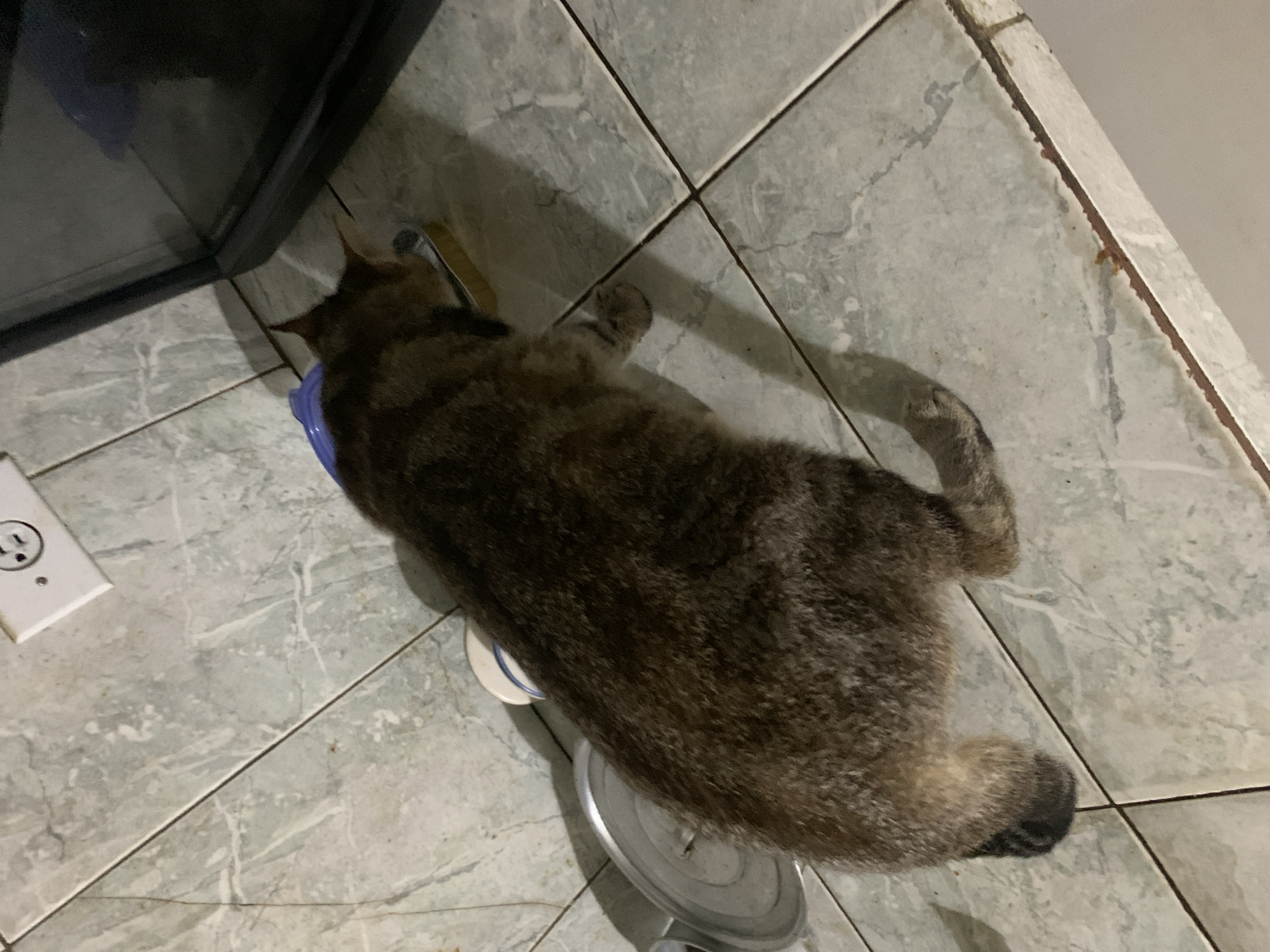 An overhead shot captures a tabby cat lying on a light-colored tiled floor in Santa Ana, Venezuela. The cat, with its dark brown and lighter tan striped fur, is stretched out on its belly, facing towards a dark, reflective surface, possibly an appliance like a refrigerator or oven, on the left side of the frame. Its head rests near a blue bowl or container, while its midsection and hindquarters are over a silver-colored object, which could be another bowl or a scale.
The floor consists of light grey square tiles with dark grout lines, showing some wear and tear. Shadows are cast by the cat and the dark appliance, suggesting an indoor setting with a light source from above or to the left. In the lower-left corner, a white electrical outlet with two receptacles is visible. The right side of the image shows a plain, light-colored wall. The cat appears calm and relaxed, possibly resting or sleeping. No discernible text is visible. The scene suggests a casual moment in a domestic setting.