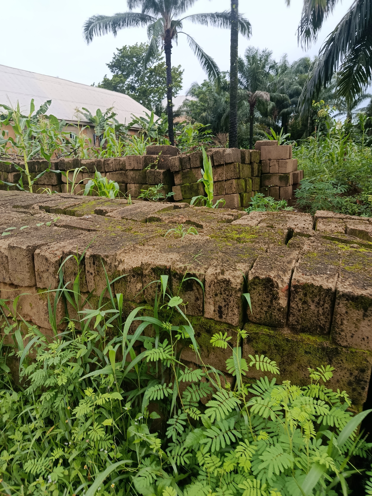 The image depicts a weathered pile of bricks covered in moss, overgrown with lush green vegetation in Ukpor, Nigeria. In the background, a building with a white, corrugated metal roof is visible, partially obscured by palm trees and other tropical foliage. The sky is overcast, suggesting a cloudy day. The bricks appear to be old and rough, with some showing signs of wear and tear. The surrounding plants include tall grasses, corn stalks, and other leafy green plants, indicating a humid and fertile environment. The scene is natural and unmanicured, with the vegetation encroaching on the man-made structure.