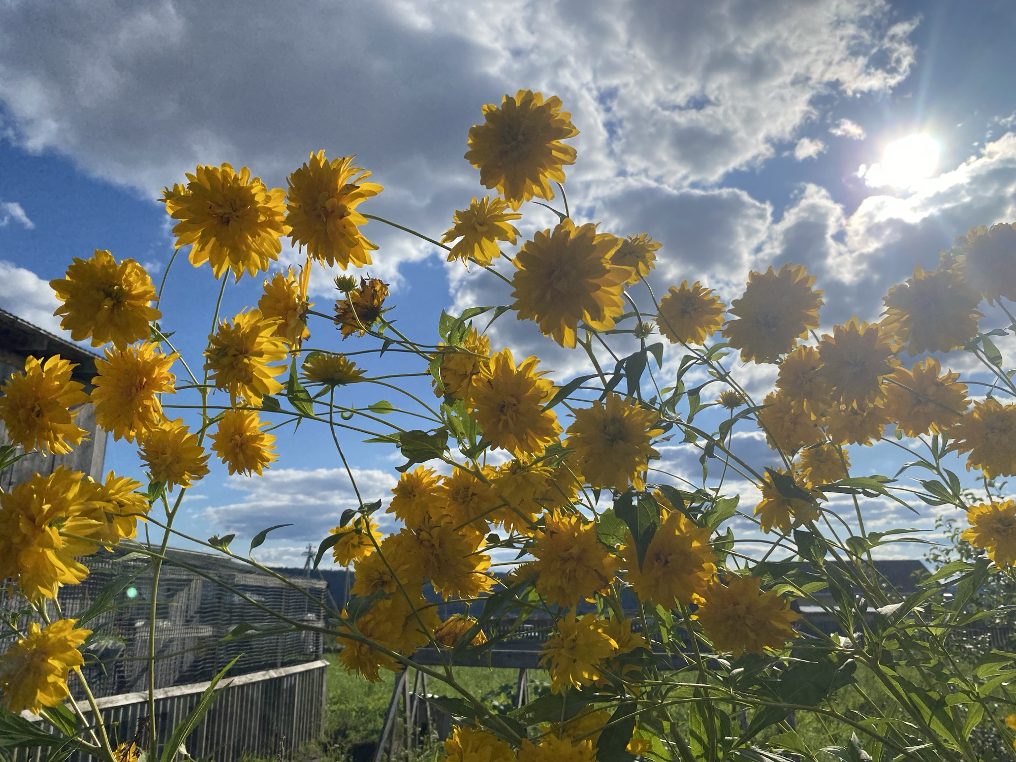 A low-angle, outdoor, eye-level shot captures a cluster of yellow flowers in bloom, set against a backdrop of a bright, cloudy blue sky. The sun is visible and shining brightly. In the background, a wooden fence and a structure, possibly a shed or small building, are visible. The scene is located in the village of Abyzovo, Russia, suggested by the presence of typical rural architecture and vegetation. No people are present in the image.
