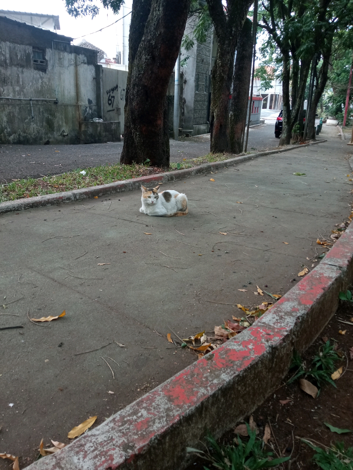 A calico cat is resting on a concrete sidewalk in what appears to be a residential or public area in Bandung City, Indonesia. The cat is mostly white with patches of brown and black. It is facing to the left of the frame and its body is curled up. The sidewalk is lined with a curb painted red and white. Scattered leaves are visible on the sidewalk and the ground next to it. In the background, there are large trees with thick trunks, a concrete wall with graffiti, and a building. The overall scene suggests an outdoor setting with natural elements and urban infrastructure.