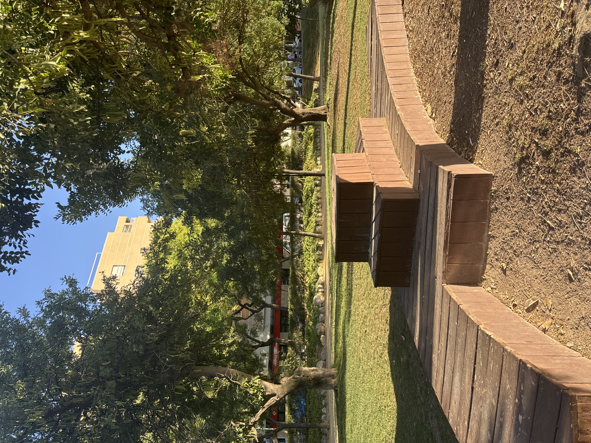 The image depicts a park scene with a focus on a tiered wooden structure in the foreground. This structure appears to be a raised seating area or a play element, made of weathered brown wood. It has curved edges and steps leading up to a flat top. To the left of the wooden structure, a well-maintained green lawn is visible, cast in shadow. Behind the lawn, there are trees with lush green foliage, some of which are bearing long, green pods. In the background, through the trees, a light-colored building with several stories and windows is visible under a clear blue sky. Further in the background, a street with parked cars and some people can be seen, suggesting an urban setting. The lighting suggests it is late afternoon, with long shadows cast across the grass. The overall impression is that of a tranquil park area within a city. Based on the architecture and the vegetation, this scene is consistent with a park in Murcia, Spain.