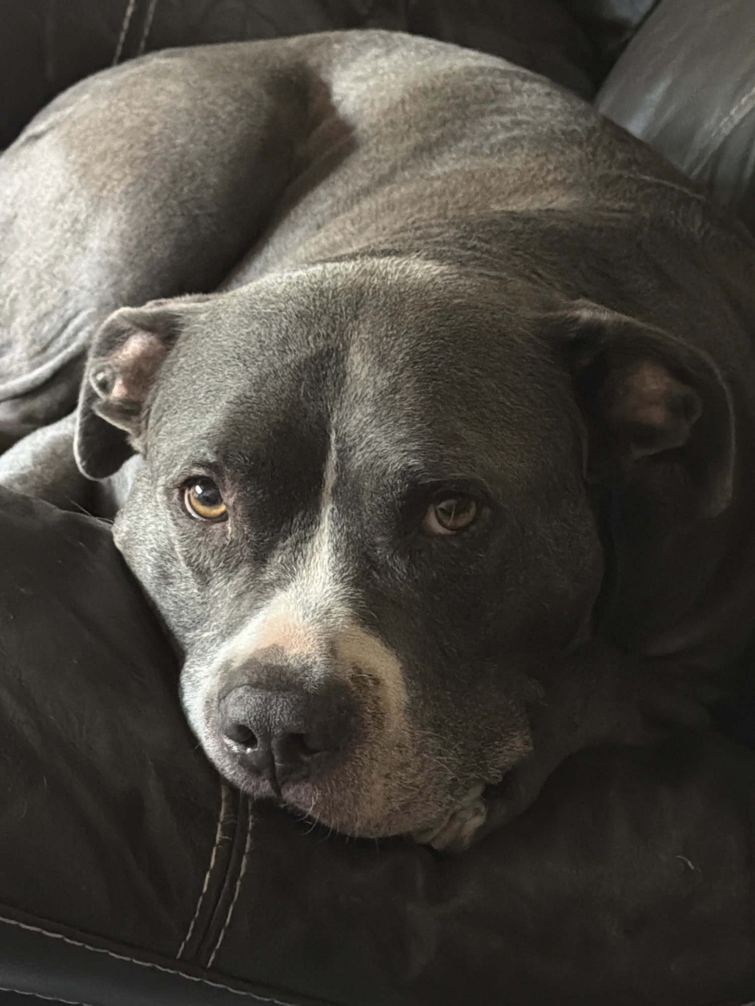 The image shows a close-up, eye-level shot of a gray pit bull dog curled up on a dark, possibly leather, couch. The dog's body is mostly curled up, with its head resting in the foreground. The dog has a white blaze on its muzzle and chest, and its eyes are a light amber color. The couch appears to be in a dimly lit indoor setting. There is no visible indication of the specific location within Esch-sur-Alzette, Luxembourg.