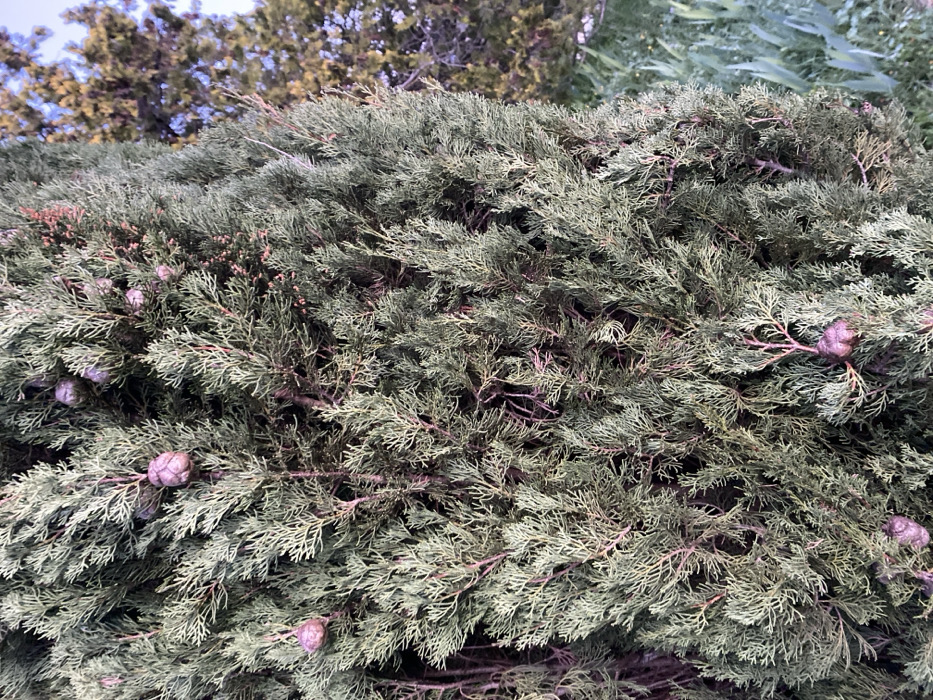 The image displays a close-up view of the dense, scale-like foliage of an evergreen tree, likely a species of cypress or juniper, situated in Bonnieux, France. The primary subject, occupying most of the frame, exhibits numerous small, green-blue leaves with reddish-brown underlying branches visible between the clusters. Several ovoid, light brown to purplish-brown cone-like structures, approximately 1-2 centimeters in diameter, are visible among the foliage, often appearing in small clusters. To the right, a portion of another tree with lighter, more yellowish-green foliage is visible in the background, out of focus. Below this background tree, indistinct green ground cover is present. The sky, visible in the upper right, is a clear, pale blue. No individuals or active subjects are depicted. The scene is illuminated by natural daylight.
