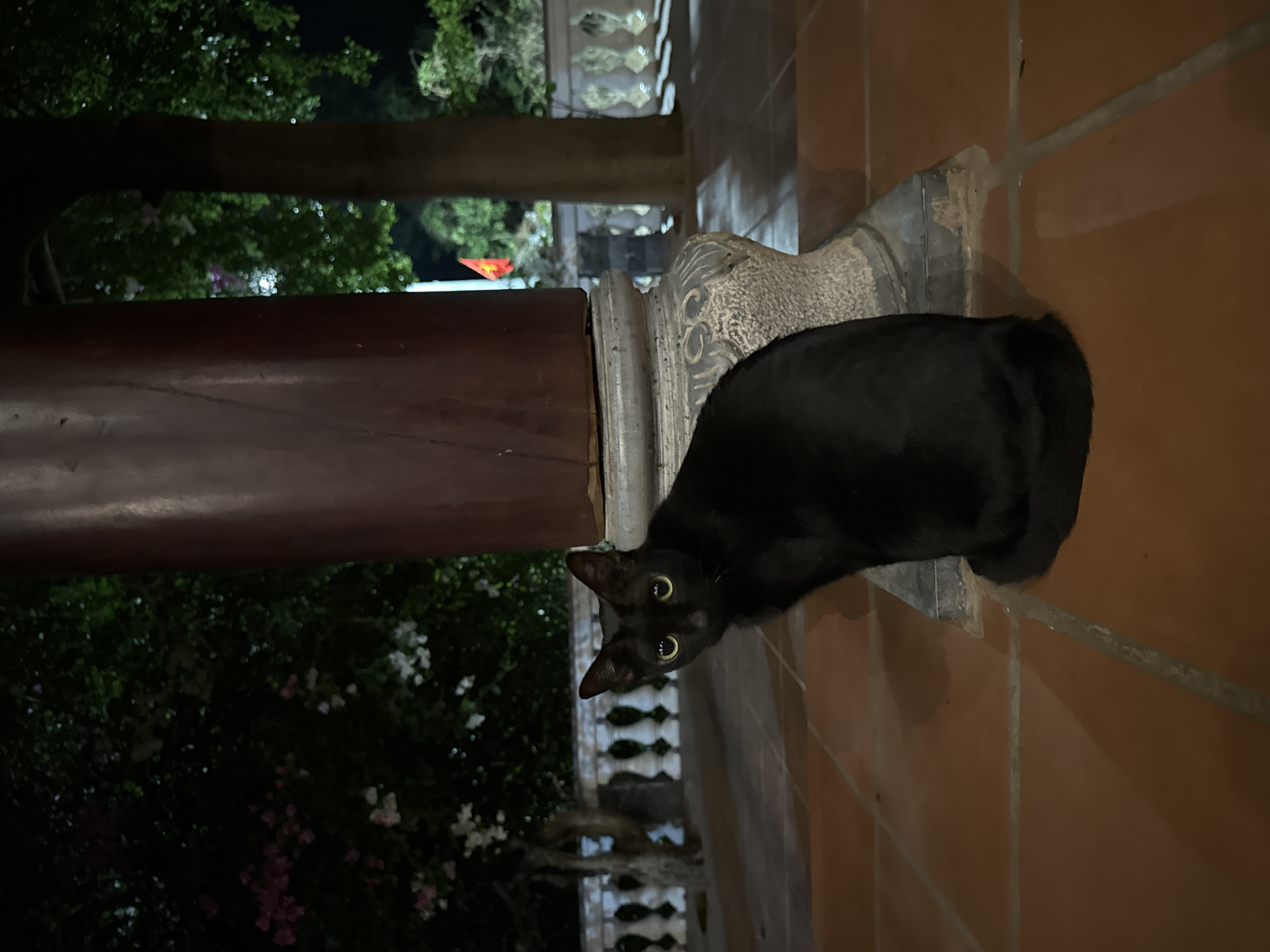 The image displays a black cat looking directly at the viewer with wide, luminous yellow-green eyes. The cat's head is slightly tilted, conveying a sense of curiosity or alertness. It is positioned on a warm, terracotta-colored tiled floor, likely a porch or balcony.
In the foreground, a dark brown, smooth cylindrical pillar rises vertically to the left of the cat. Behind the cat, a segment of an ornate, lighter-colored stone pillar with carved details is visible. The background reveals a dark, outdoor environment dominated by lush green trees and foliage, faintly illuminated, indicating that the scene takes place at night. White and pink blossoms are discernible among the dark leaves.
A distinct red flag with a yellow star, identifiable as the flag of Vietnam, is visible in the upper mid-ground, hanging amongst the trees. This detail, along with the architectural elements, suggests a location in Vietnam, consistent with the provided context of Mũi Né. No people are present, and the atmosphere is calm, focusing solely on the cat's captivating gaze.