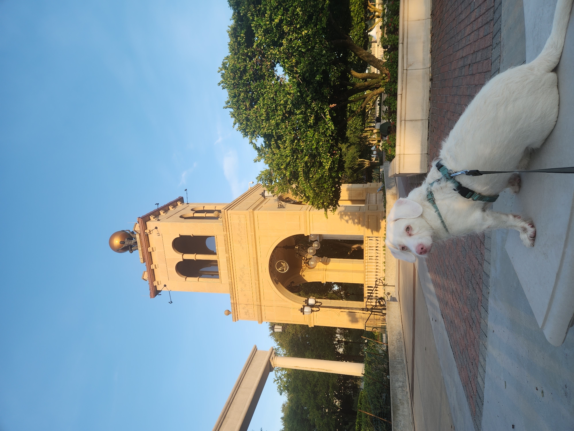 A white dog with pink eyes and pink ears is sitting on a light-colored stone bench. The dog is wearing a teal harness and is attached to a leash. In the background, there is a tall, tan, square tower with arches, topped with a golden globe. Adjacent to the tower is a lush green tree. The scene is illuminated by the warm light of what appears to be sunrise or sunset. The ground is paved with red brick and concrete. The sky is clear and blue. The location is Cranes Roost Park in Altamonte Springs, Florida, United States of America.