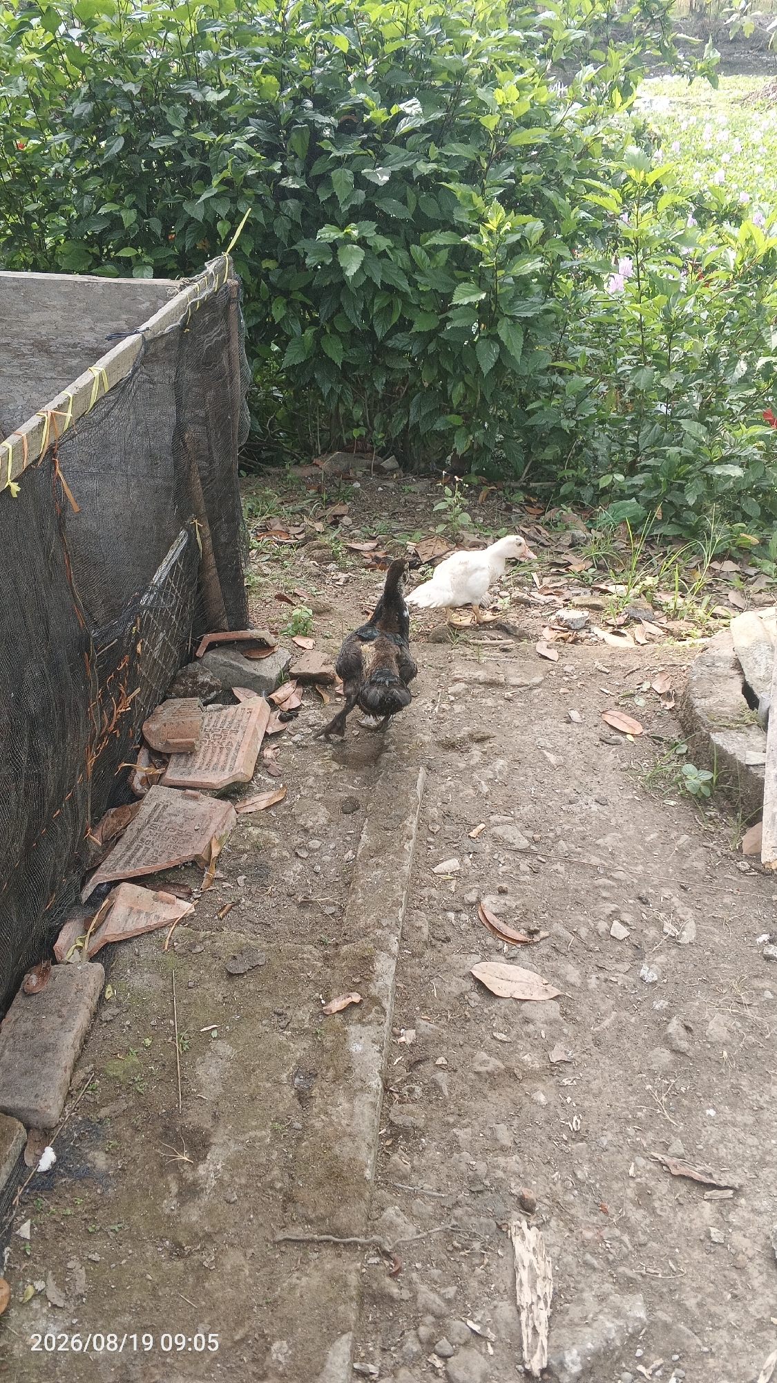 A brown and black chicken and a white duck are on a dirt path with scattered leaves and broken clay tiles. The chickens are in the foreground, facing away from the camera, with the white duck further back and to the right. A black mesh fence is visible on the left, attached to a concrete structure. Dense green foliage forms the background. The image is timestamped "2026/08/19 09:05".