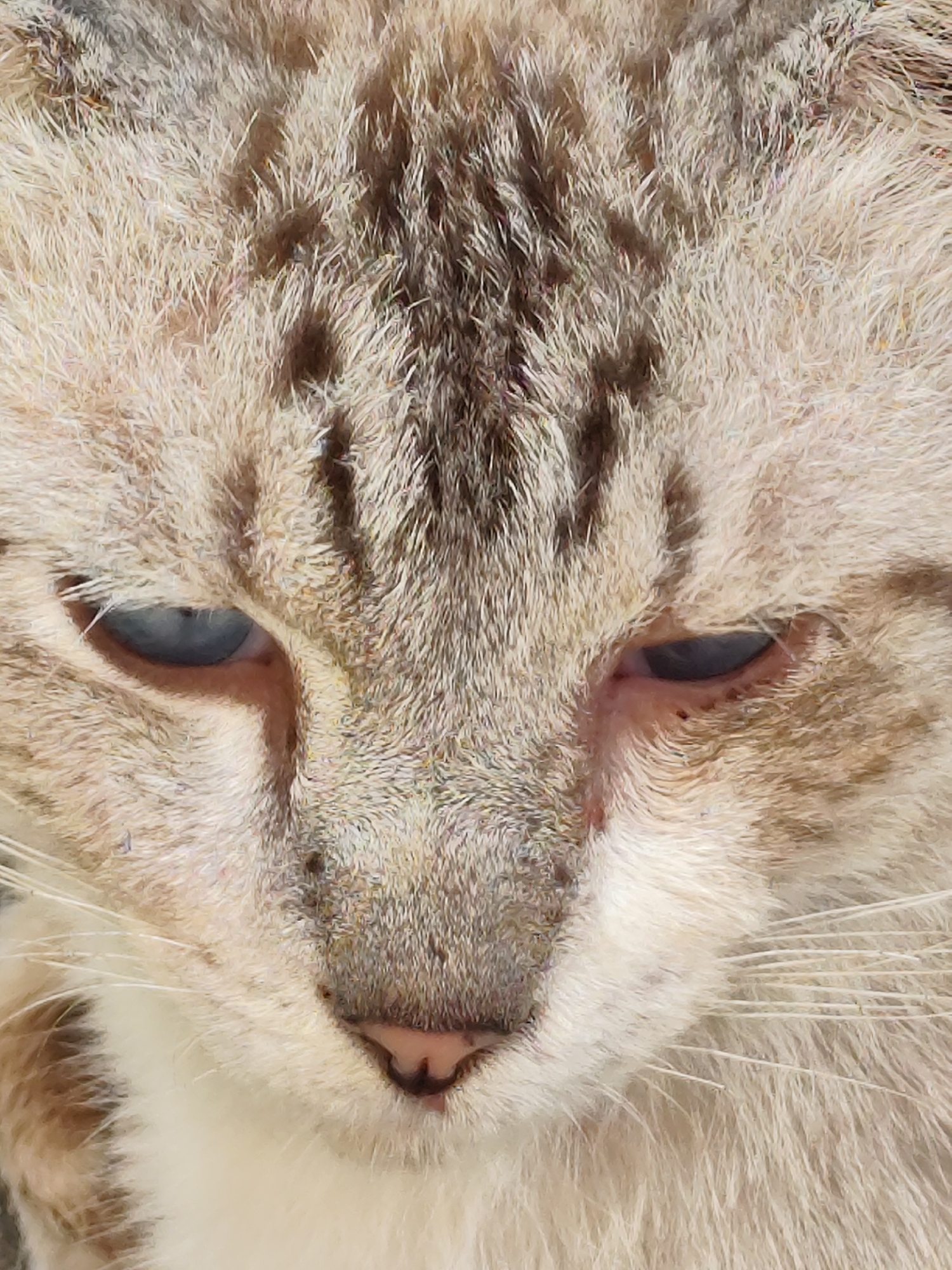 The image is a close-up, head-on photograph of a cat's face. The cat has light-colored fur with darker tabby markings on its forehead and around its eyes. Its eyes are a striking blue color. The cat's nose is pink, and its whiskers are white and prominent. The focus is tight on the cat's facial features, obscuring any background or environmental details, and therefore, any information about the cat's location in Jambewangi, Indonesia, cannot be determined from this image alone.