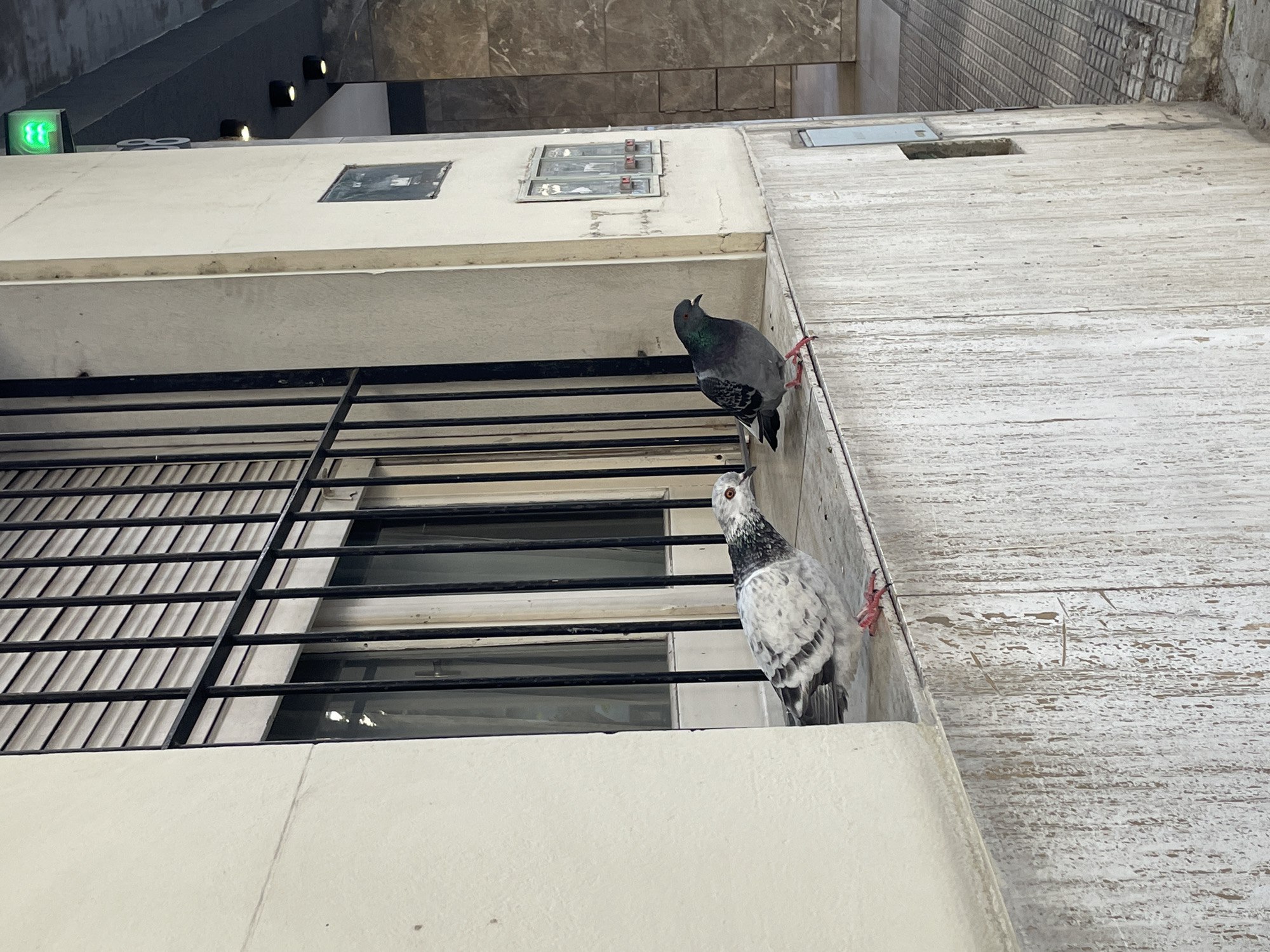The image is a low-angle shot of two pigeons perched on the side of a building in what appears to be an urban setting. One pigeon is gray with iridescent green and purple feathers on its neck and breast. The second pigeon is white with gray speckles. Both pigeons are clinging to the edge of the building, with their red feet visible. The building's facade is a mix of textures: smooth, white walls near the window and rough, textured walls to the right. The window is protected by a black iron grate. The location is unknown.