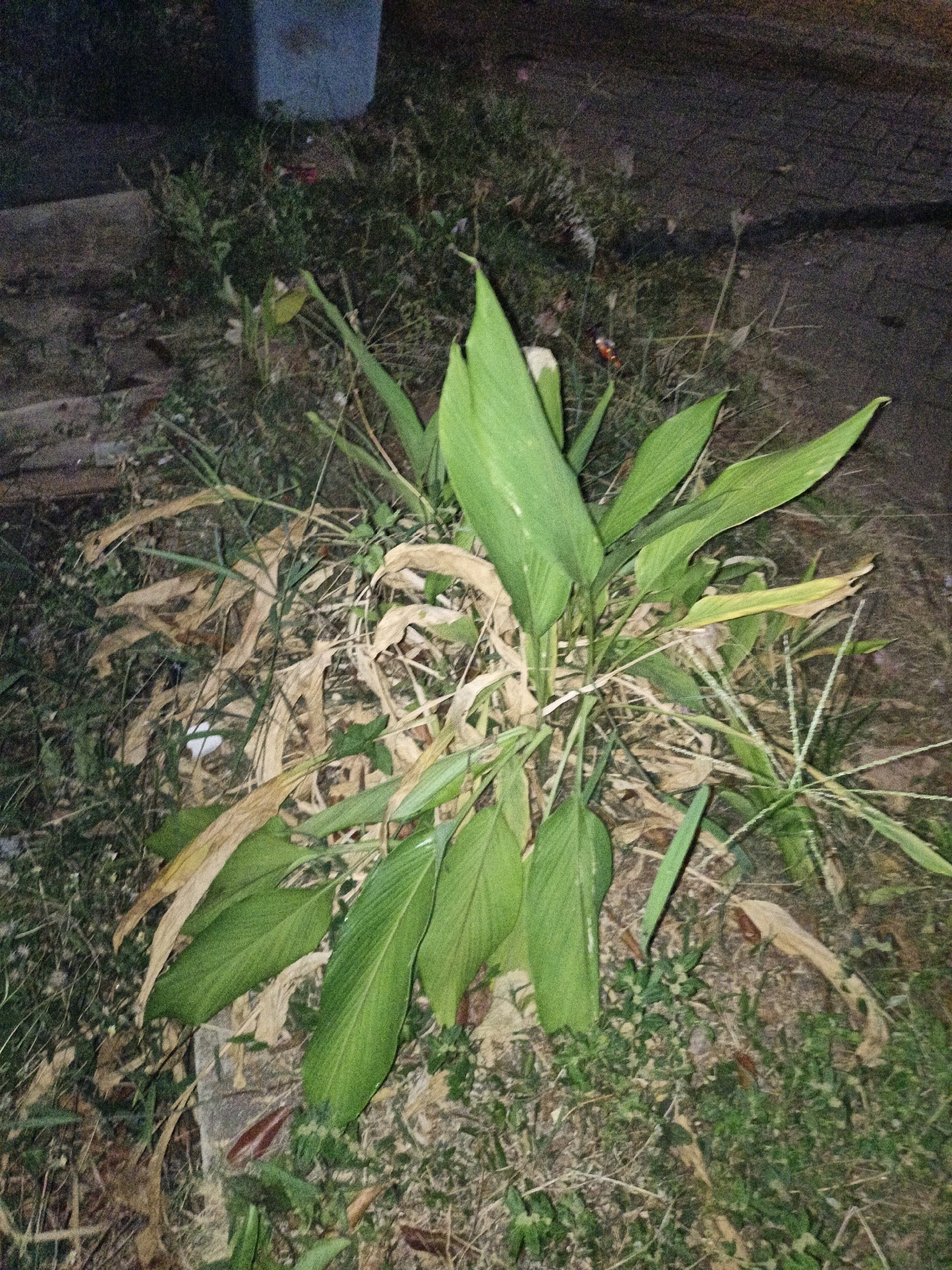 The image shows a close-up of a plant with large, green, lanceolate leaves, some of which are partially dried and brown. The plant is growing in a patch of ground with dry leaves, grass, and some small green weeds. In the background, a blurry, light blue, rectangular object, possibly a concrete block or a bin, is visible. The ground appears to be unpaved and somewhat uneven. The lighting suggests it is nighttime or very low light conditions. This scene is located in Cikal, Indonesia.