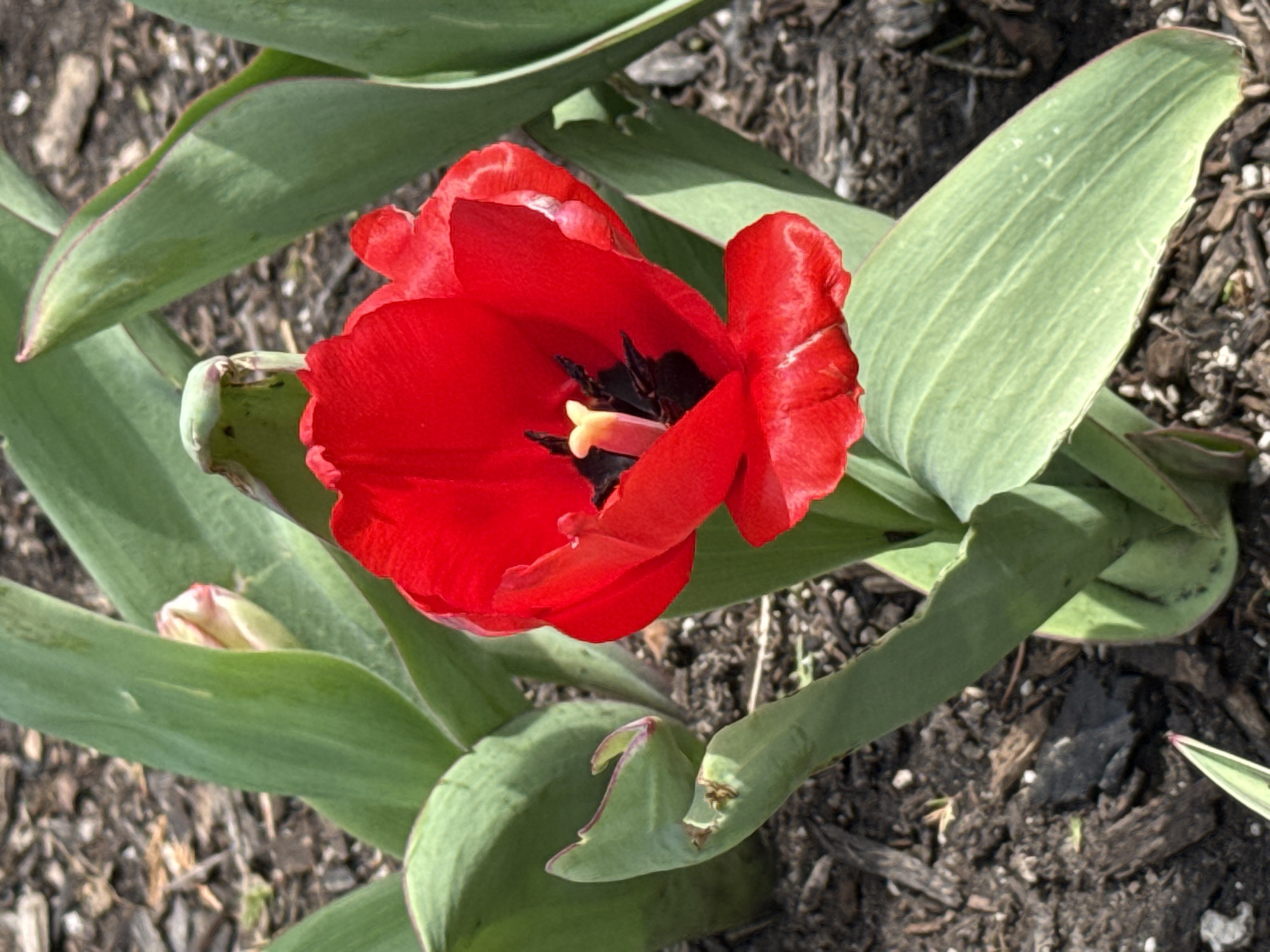 A top-down, medium shot captures a vibrant red tulip in full bloom against a backdrop of mulch-covered soil and surrounding green leaves. The tulip petals are slightly ruffled, revealing black stamens and a yellow pistil. The leaves appear healthy, though some show minor blemishes or damage along their edges. A smaller, unopened tulip bud is visible among the foliage. The scene is well-lit, suggesting it's daytime. This could be a garden or flower bed in the city of Powell, Ohio, United States of America, judging by the location provided. There are no people visible in the scene.