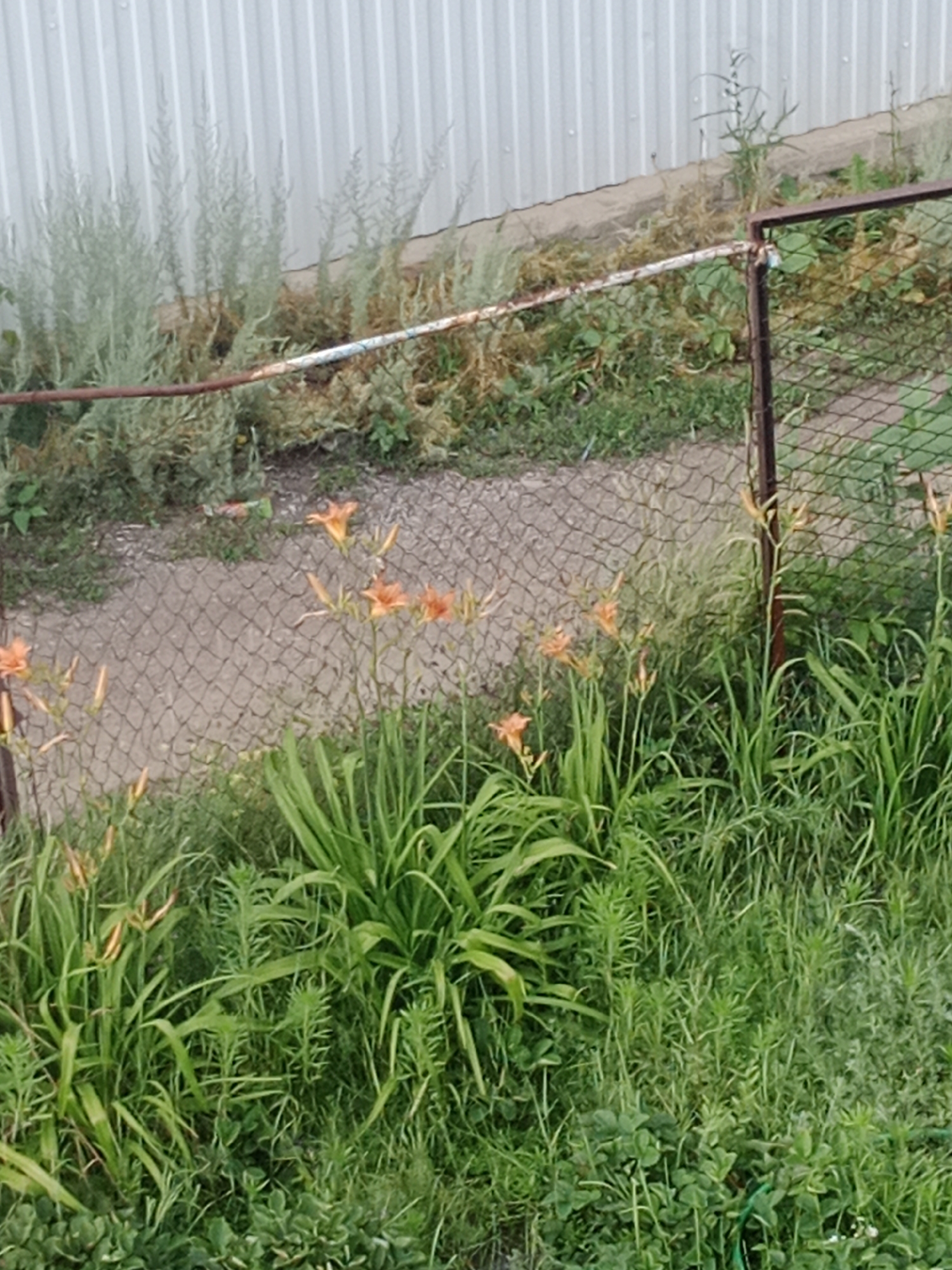 The image depicts an outdoor scene in Qobda, Kazakhstan, featuring a garden with orange lilies in bloom. A chain-link fence runs horizontally across the middle ground, partially obscured by the foliage. To the left, a ribbed metal wall is visible, suggesting a building or structure. The ground is covered with a mix of grass, weeds, and the lilies. The overall impression is that of a residential backyard or a communal green space. No people are present in the image.